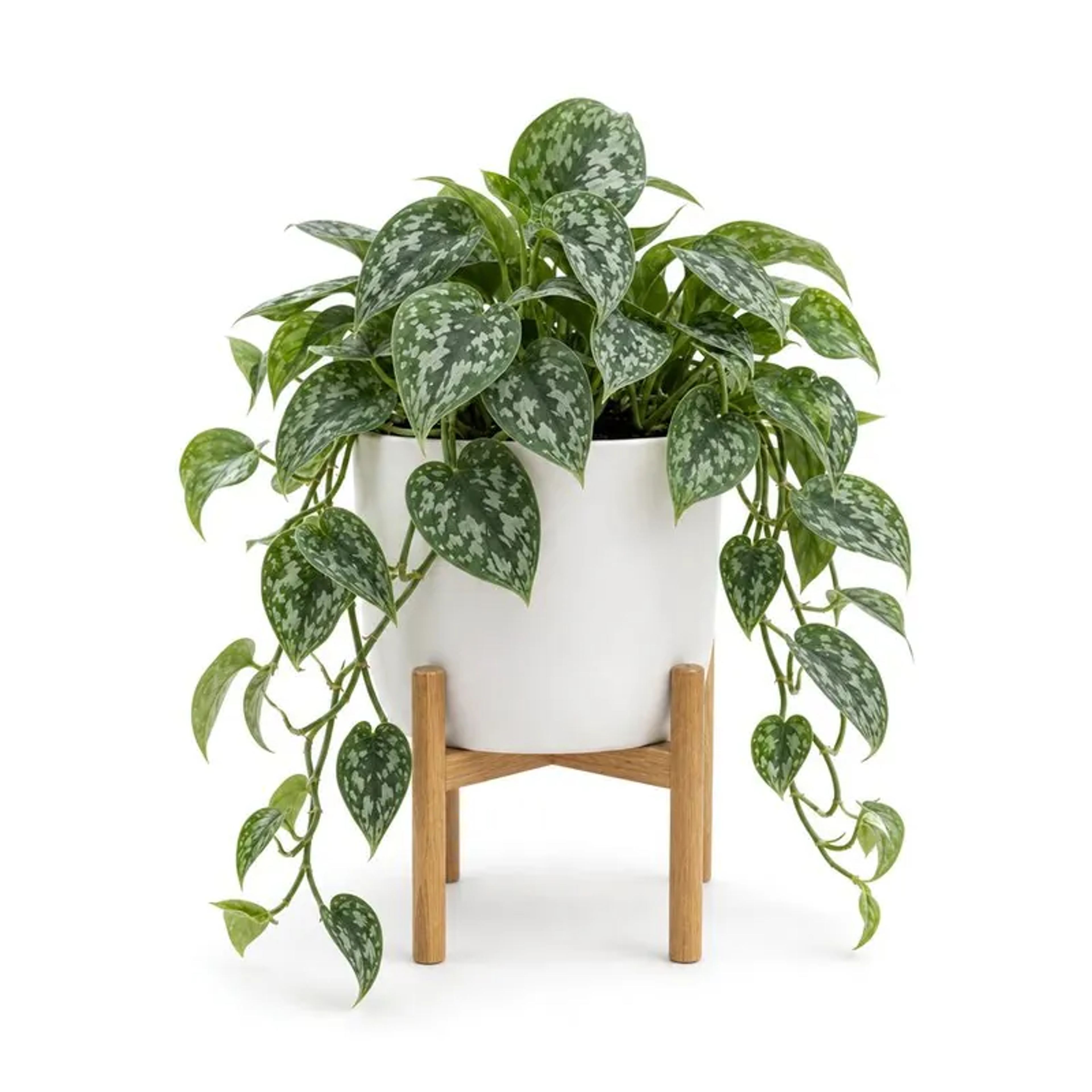 Satin pothos, Scindapsus pictus ‘Argyraeus’