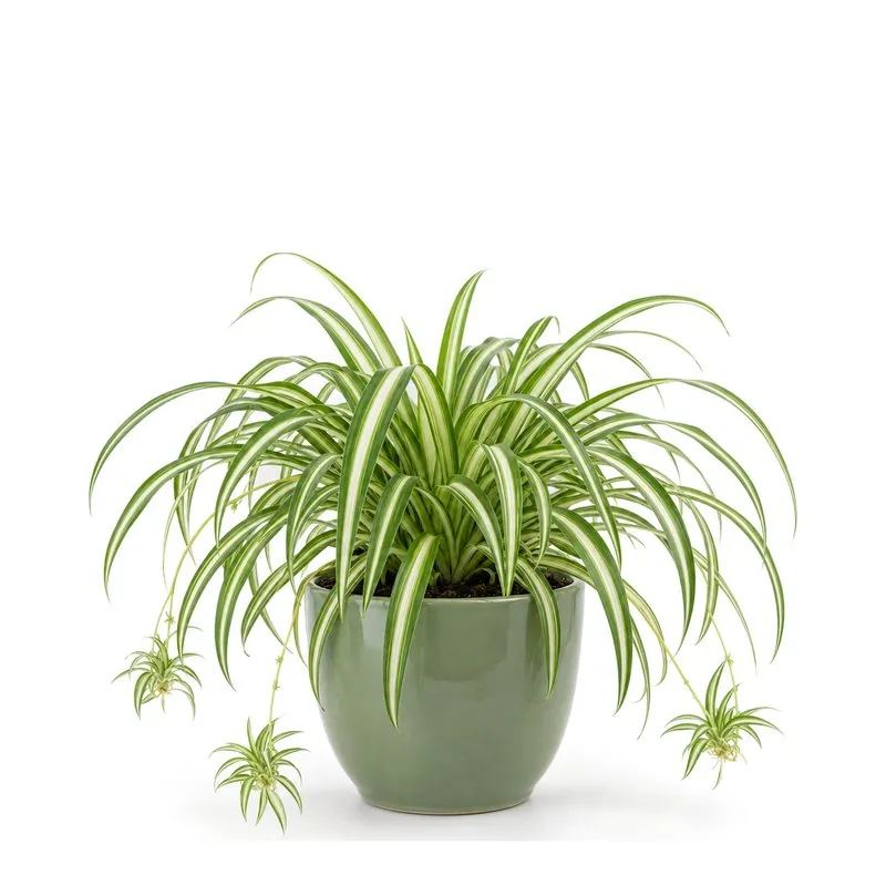Spider plant, Chlorophytum comosum
