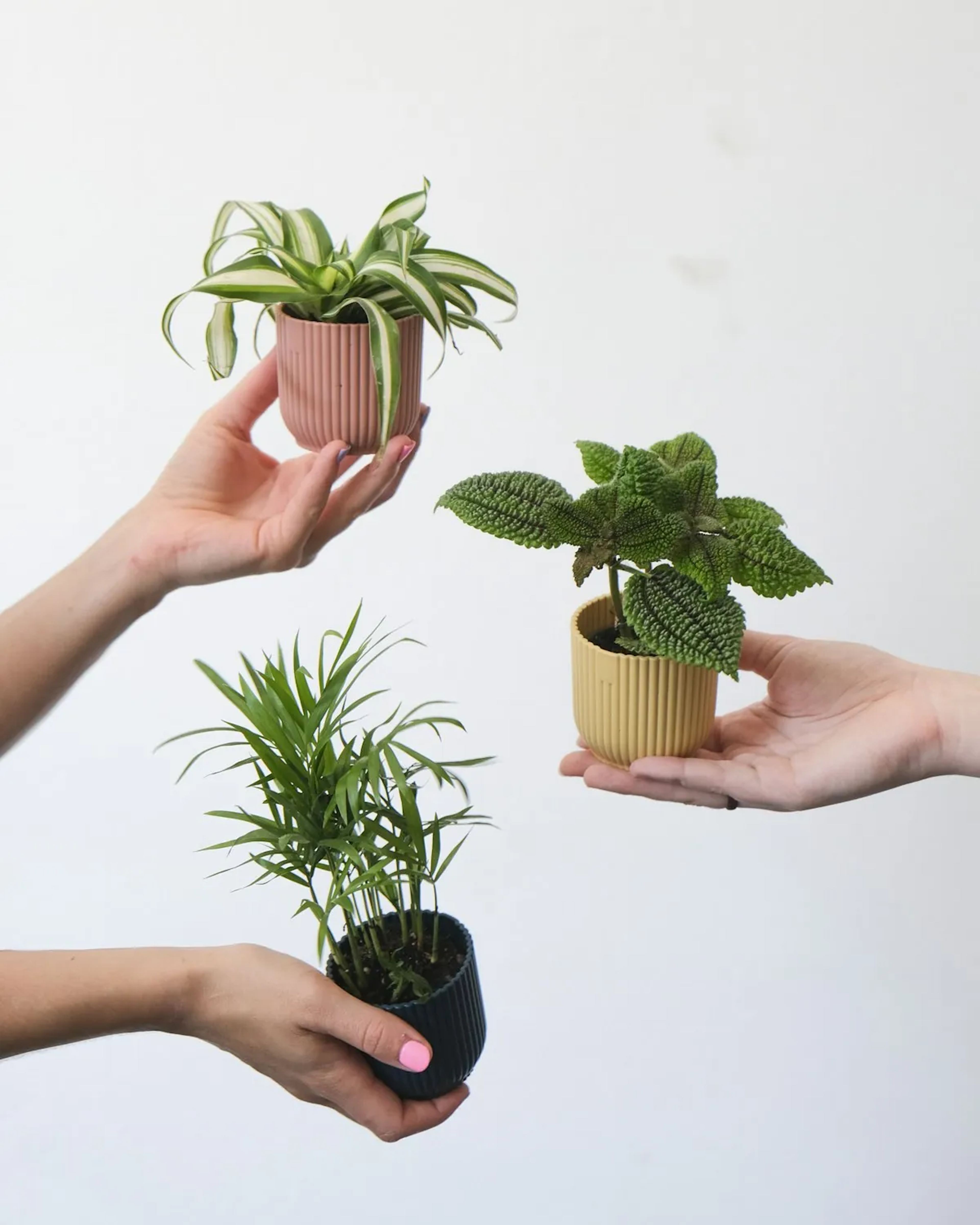 Drie handen houden elk een kleine kamerplant omhoog