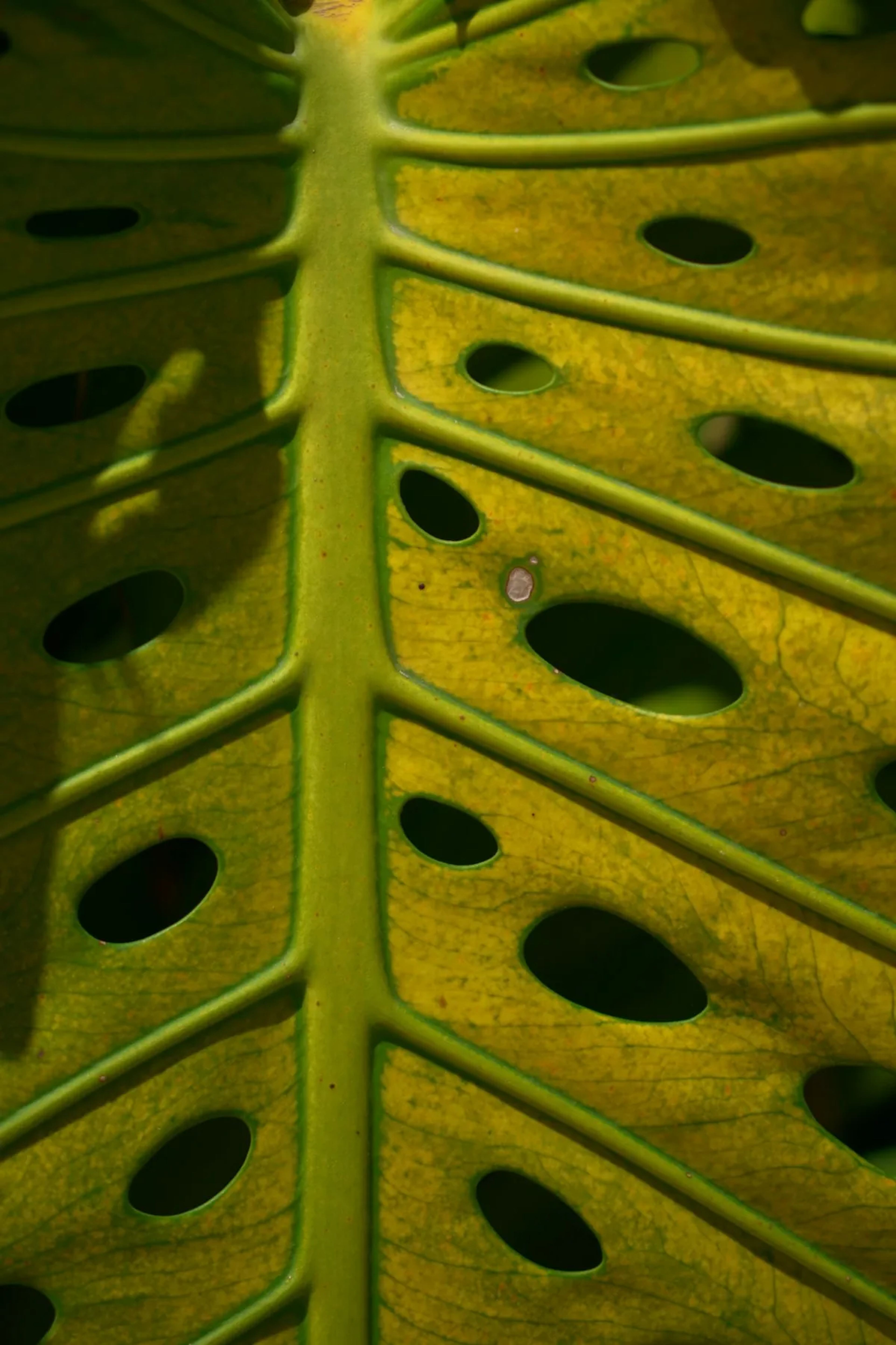 Monstera-blad dat geel wordt