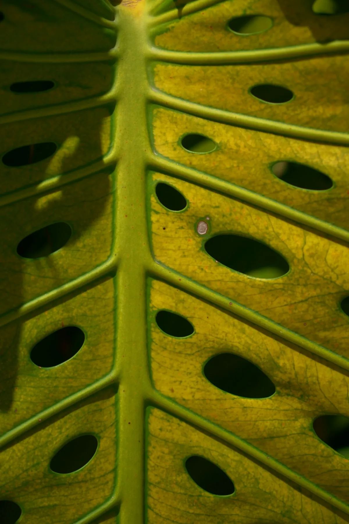 Monstera-blad dat geel wordt