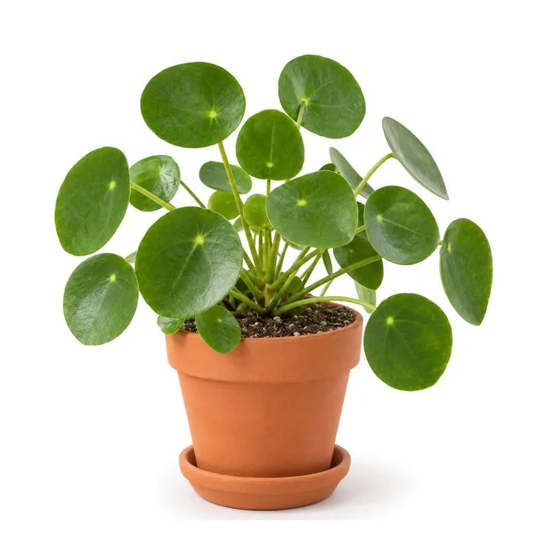 Pannenkoekplant, Pilea peperomioides