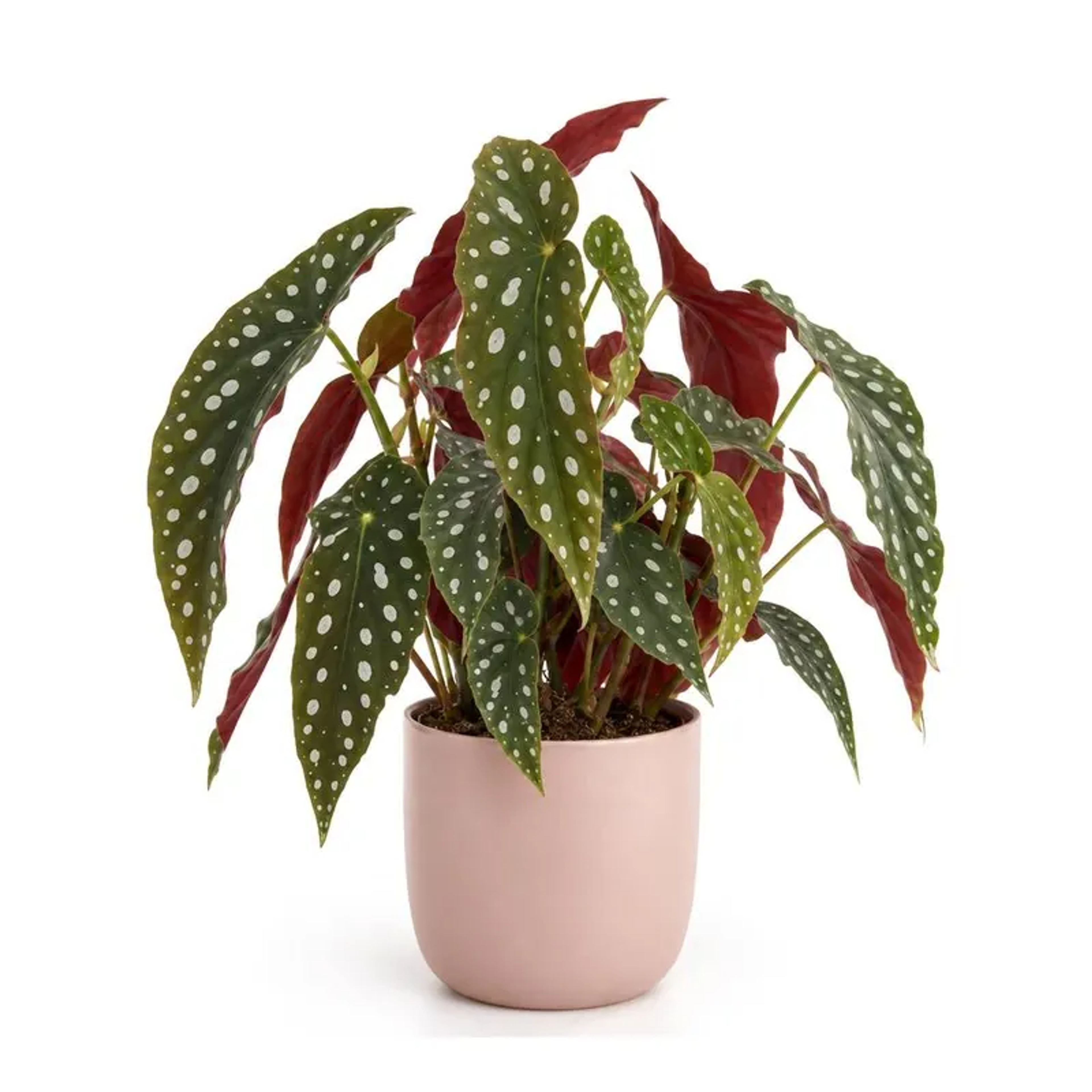 Stippenbegonia, Begonia maculata