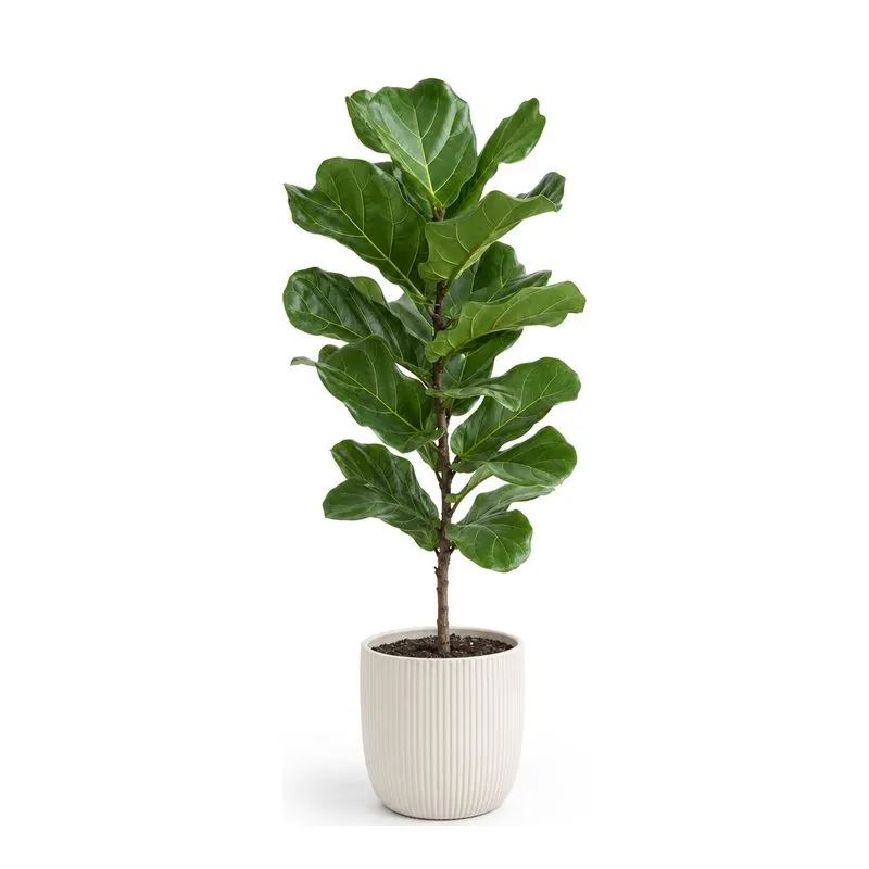 Vioolbladplant, Ficus lyrata