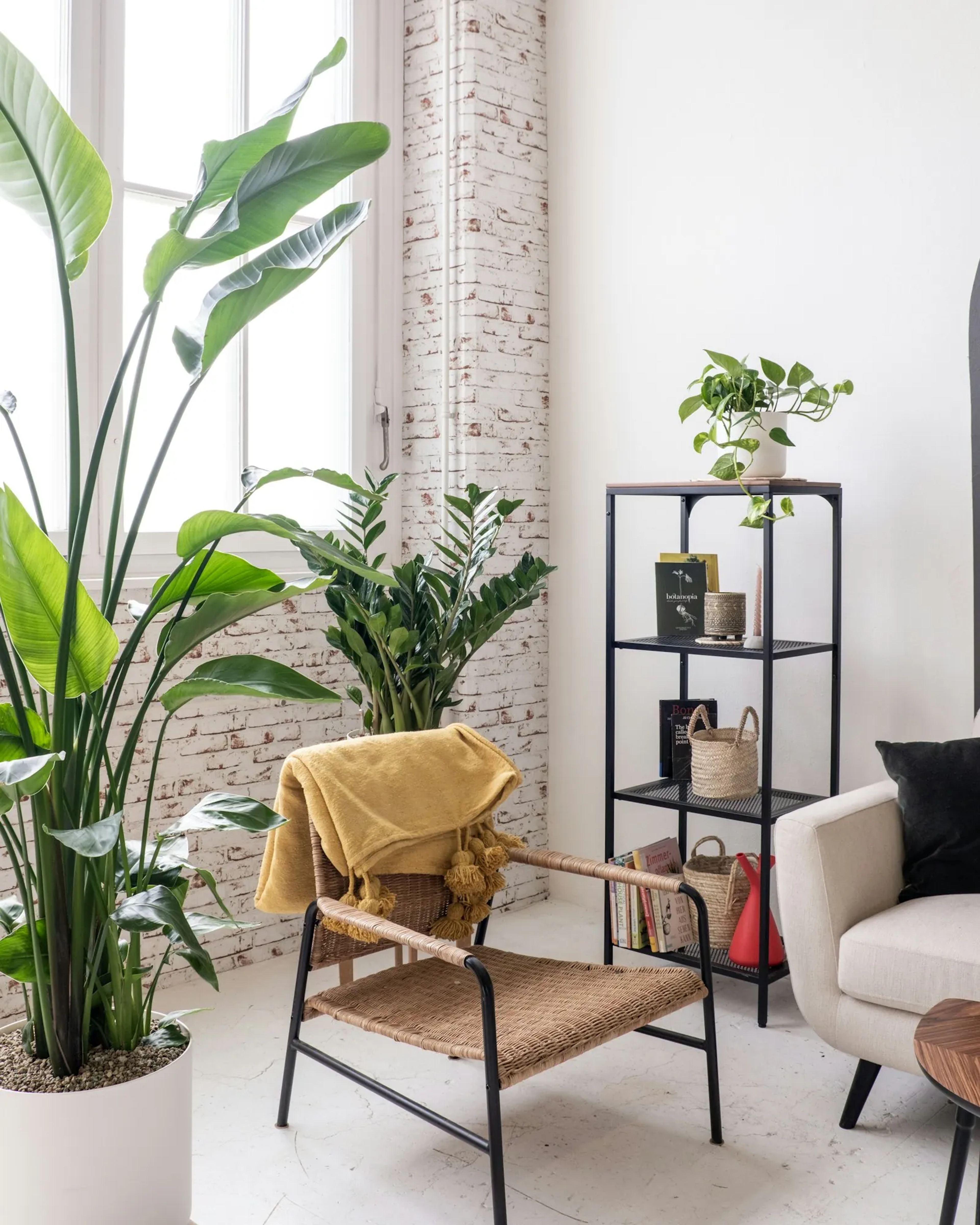 Bright room with a large bird of paradise by the window, a ZZ plant behind a wicker chair and a trailing plant on the shelf