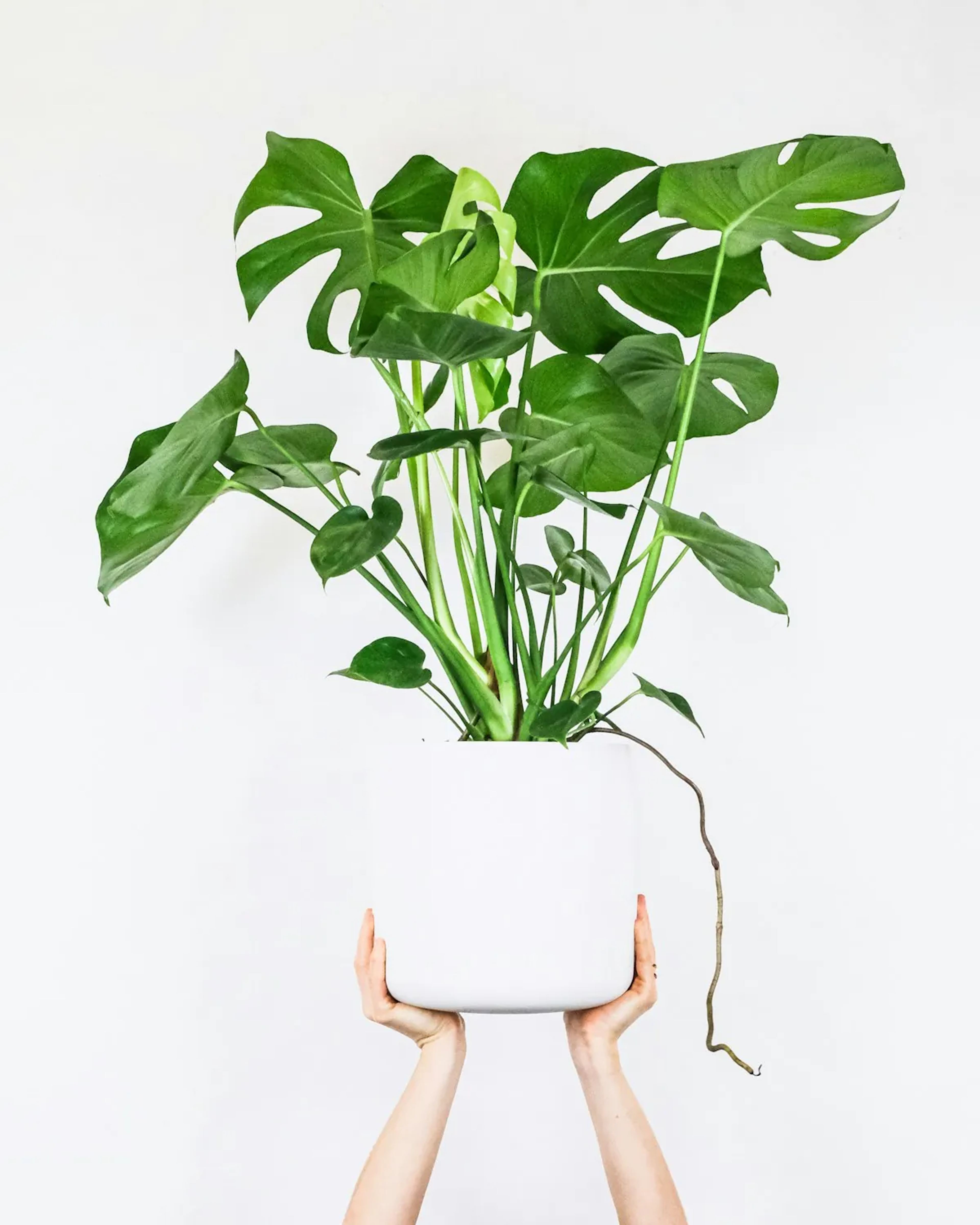 Een monstera in een witte pot, met twee handen omhoog gehouden