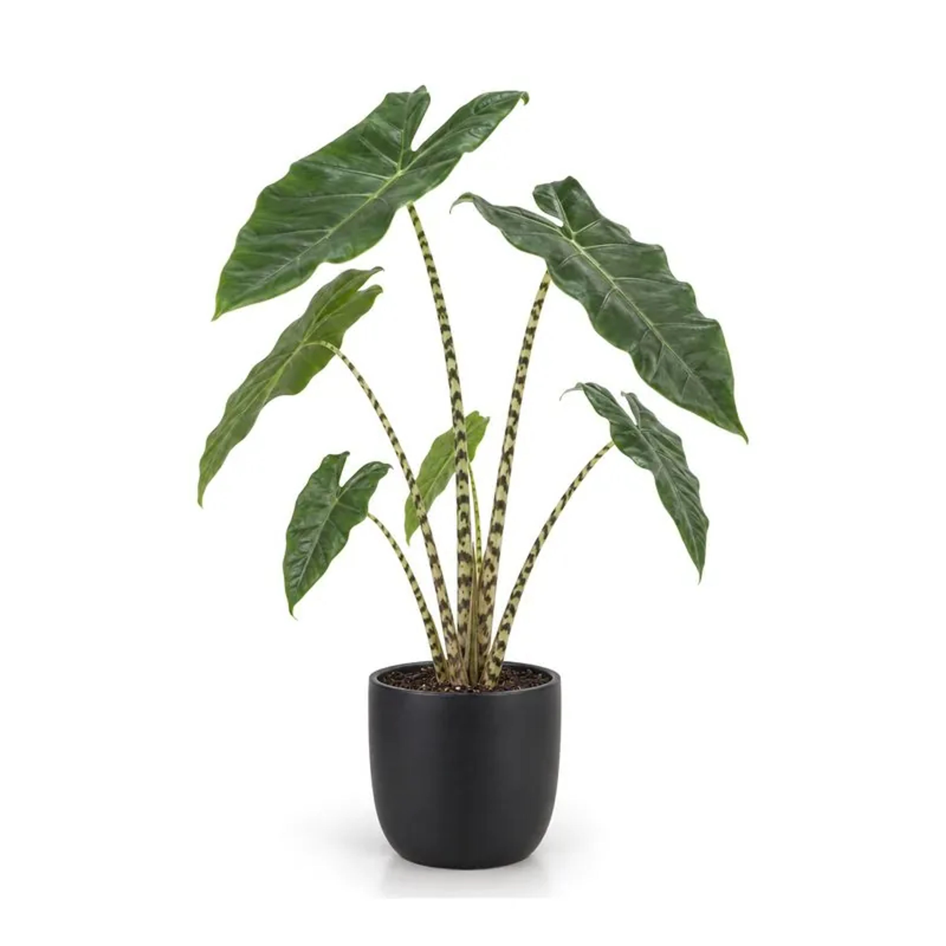 Zebra alocasia, Alocasia zebrina