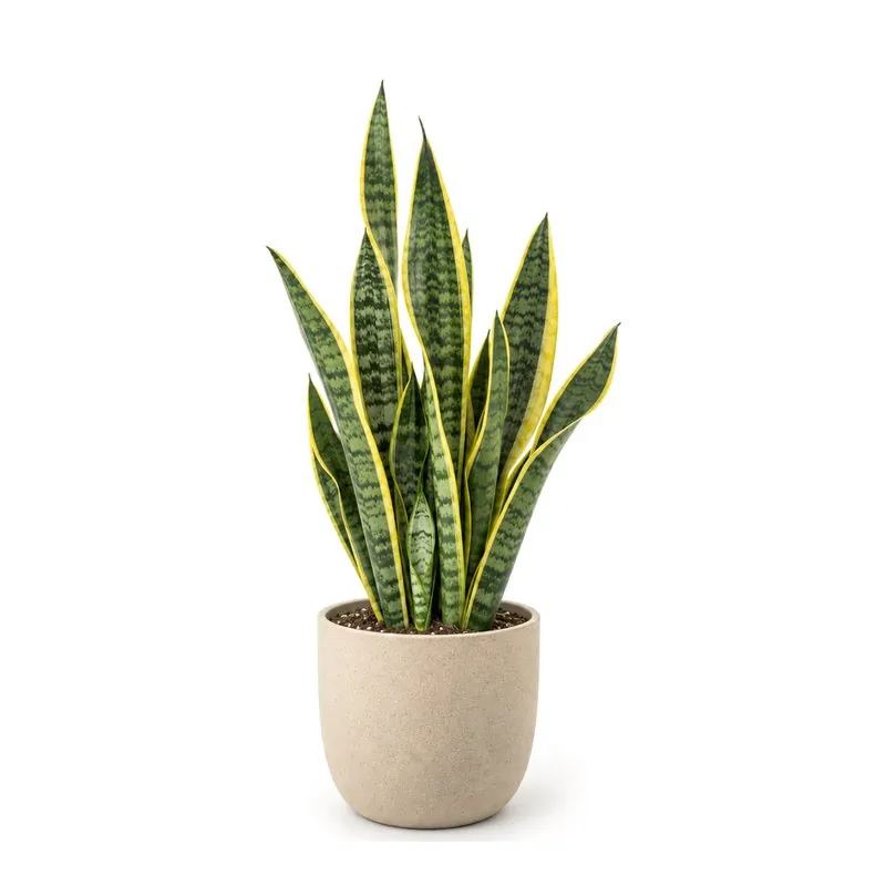 Vrouwentong, Sansevieria ‘Laurentii’