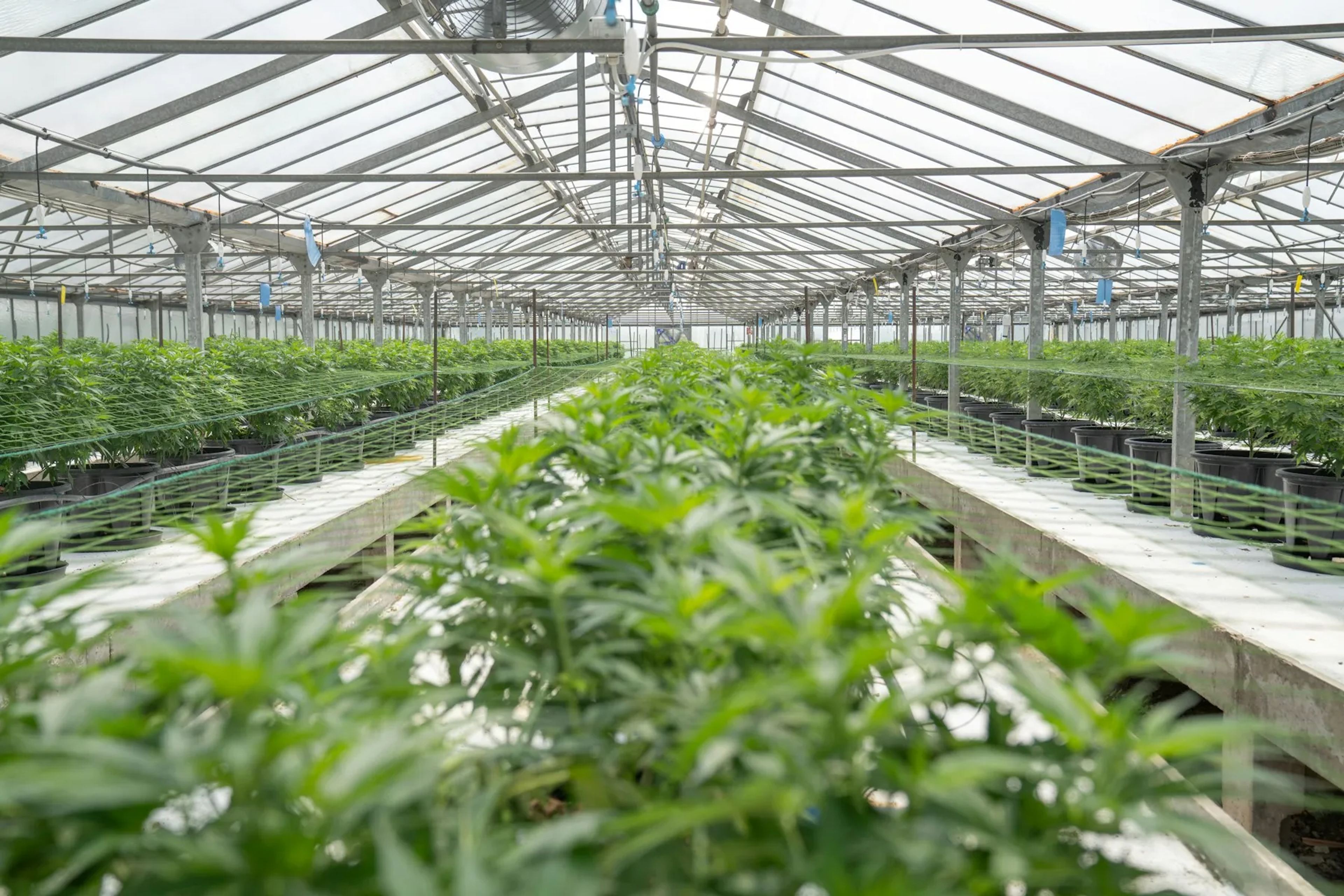 Rijen groene planten op kweektafels in een glazen kas