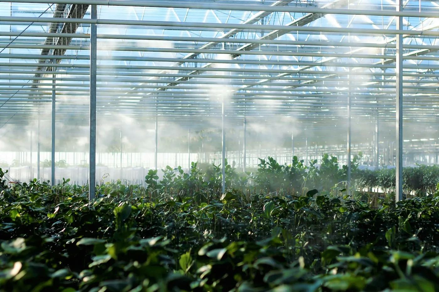 6.30: the greenhouse opens