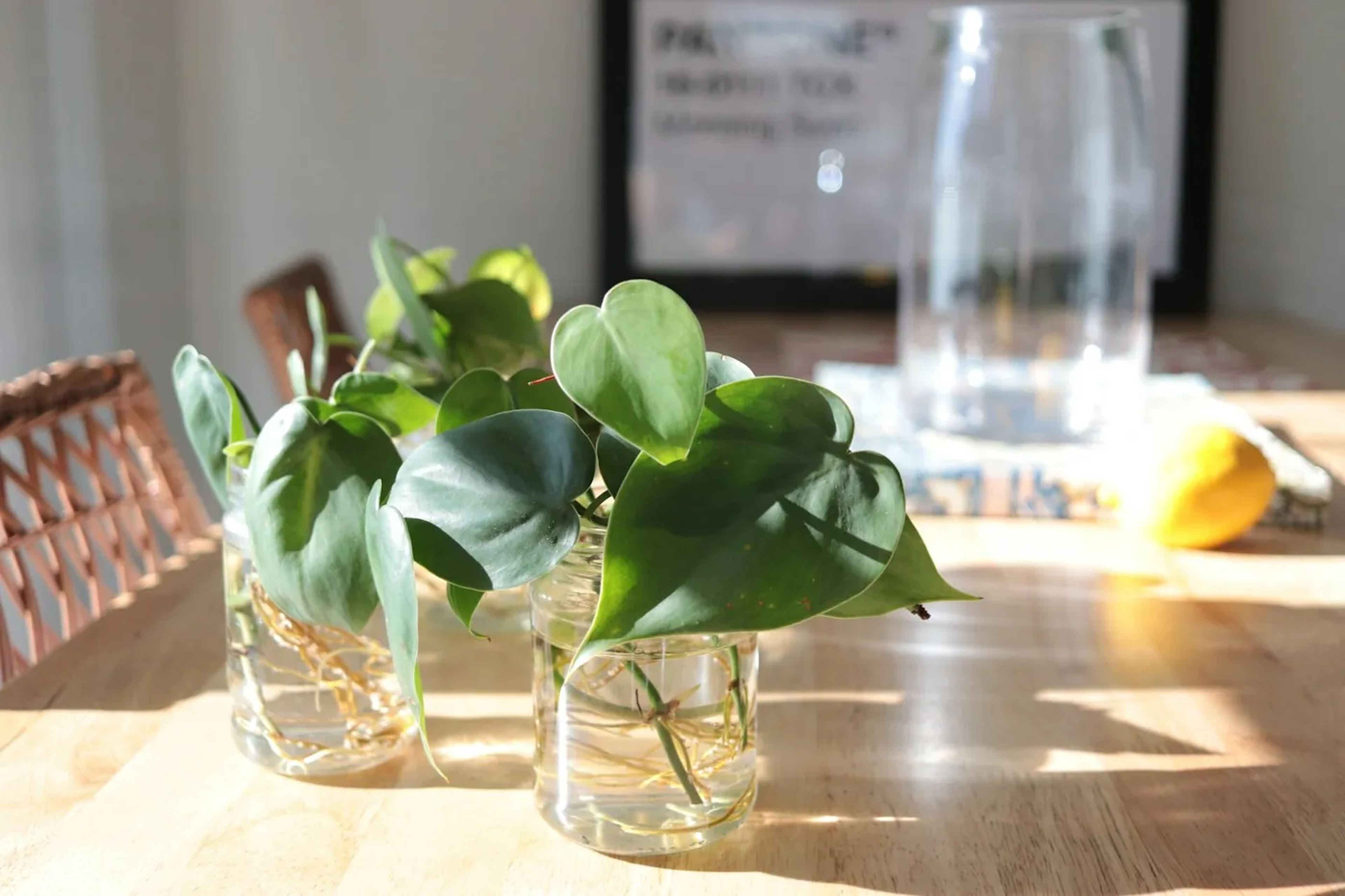 Stekjes met wortels in glazen water op tafel