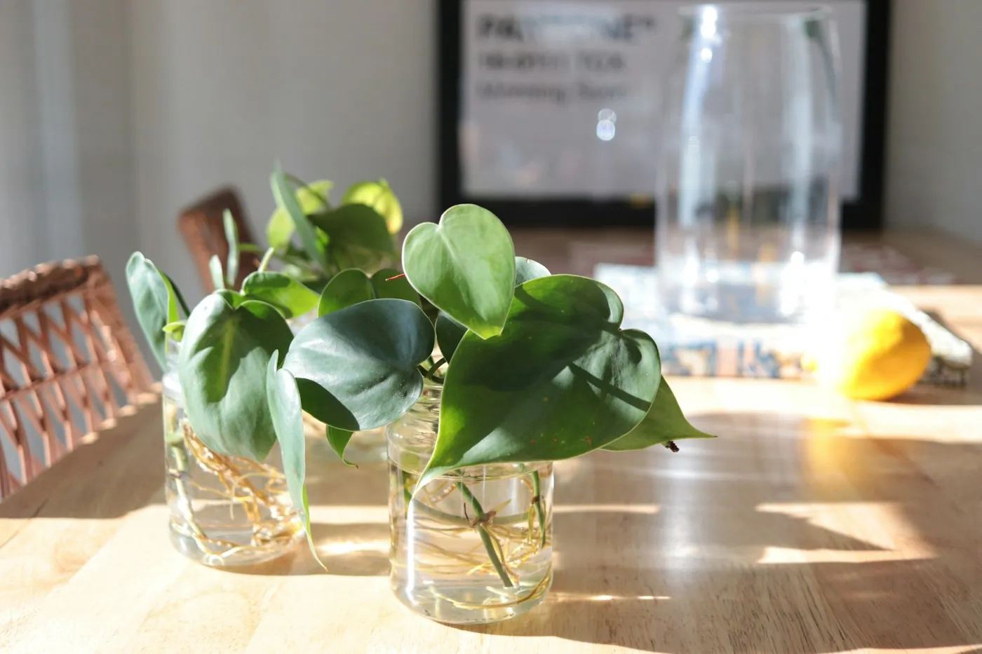 Stekjes met wortels in glazen water op tafel
