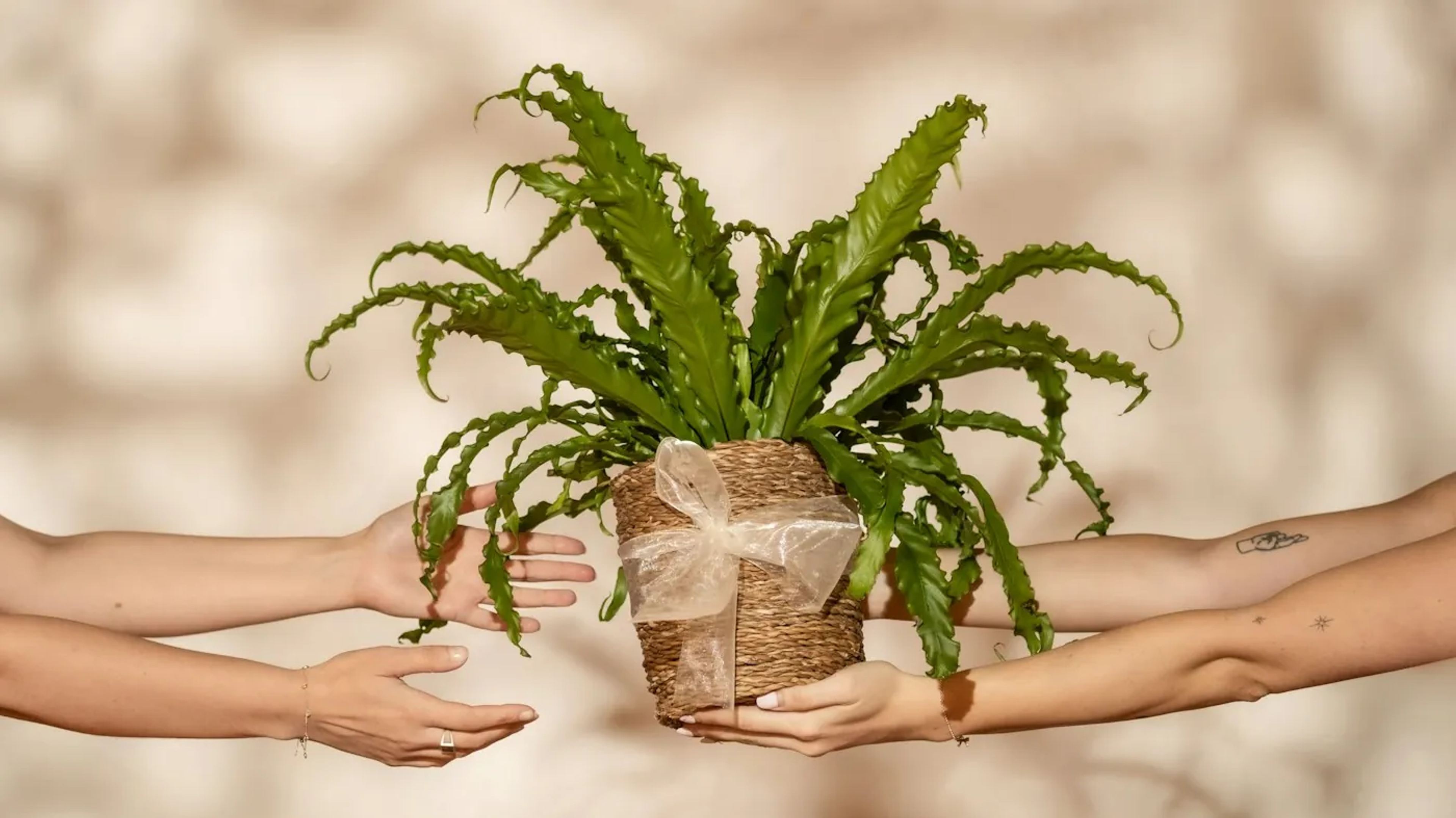 Een plant in kraftpapier wordt als cadeau aangegeven