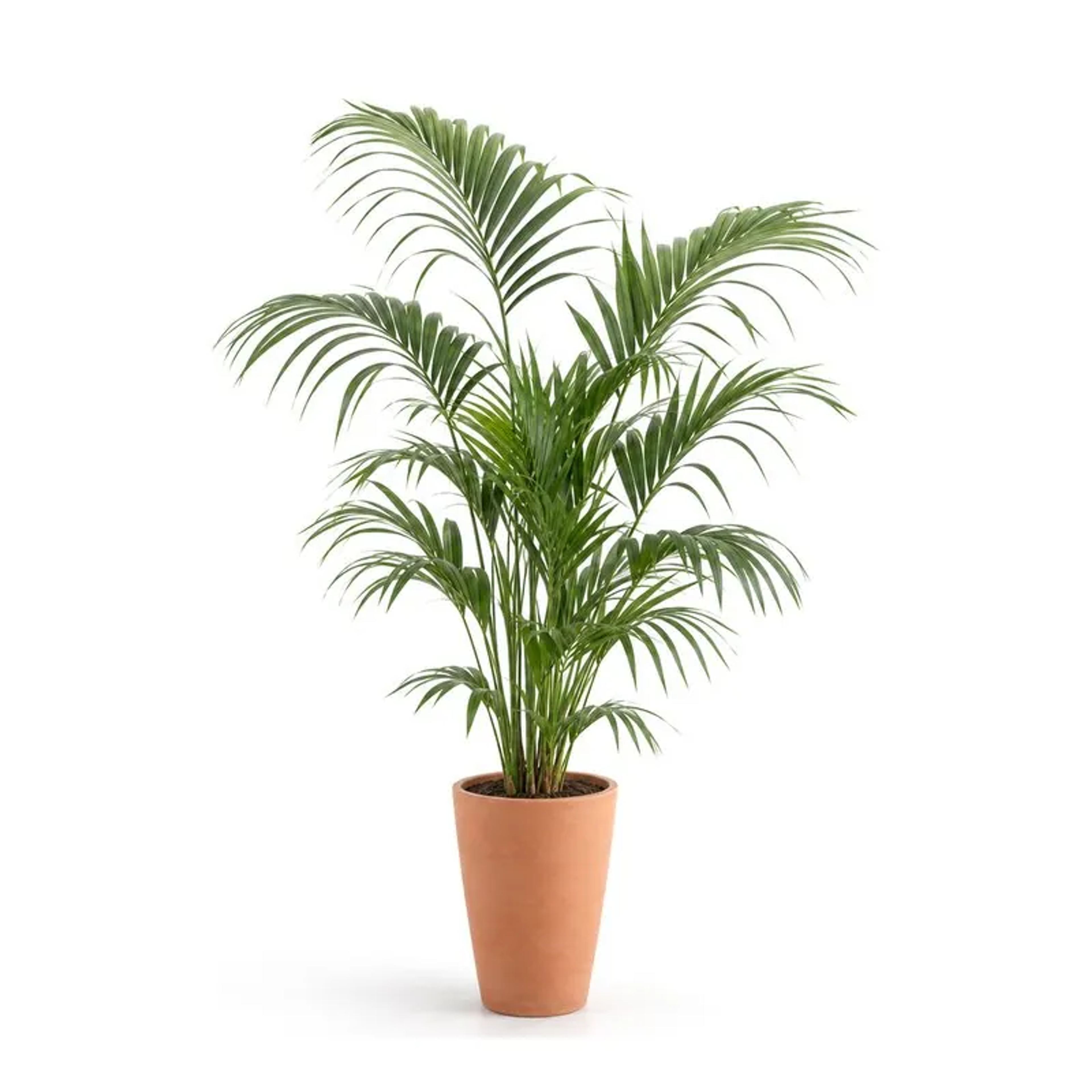 Kentia palm, Howea forsteriana