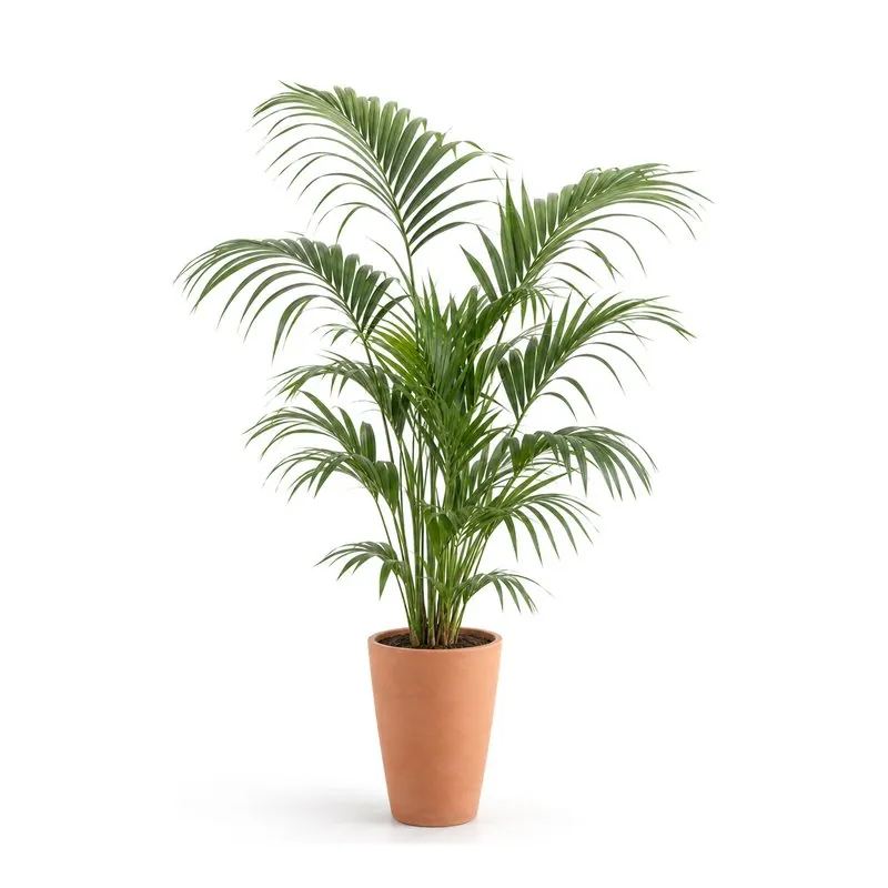 Kentia palm, Howea forsteriana