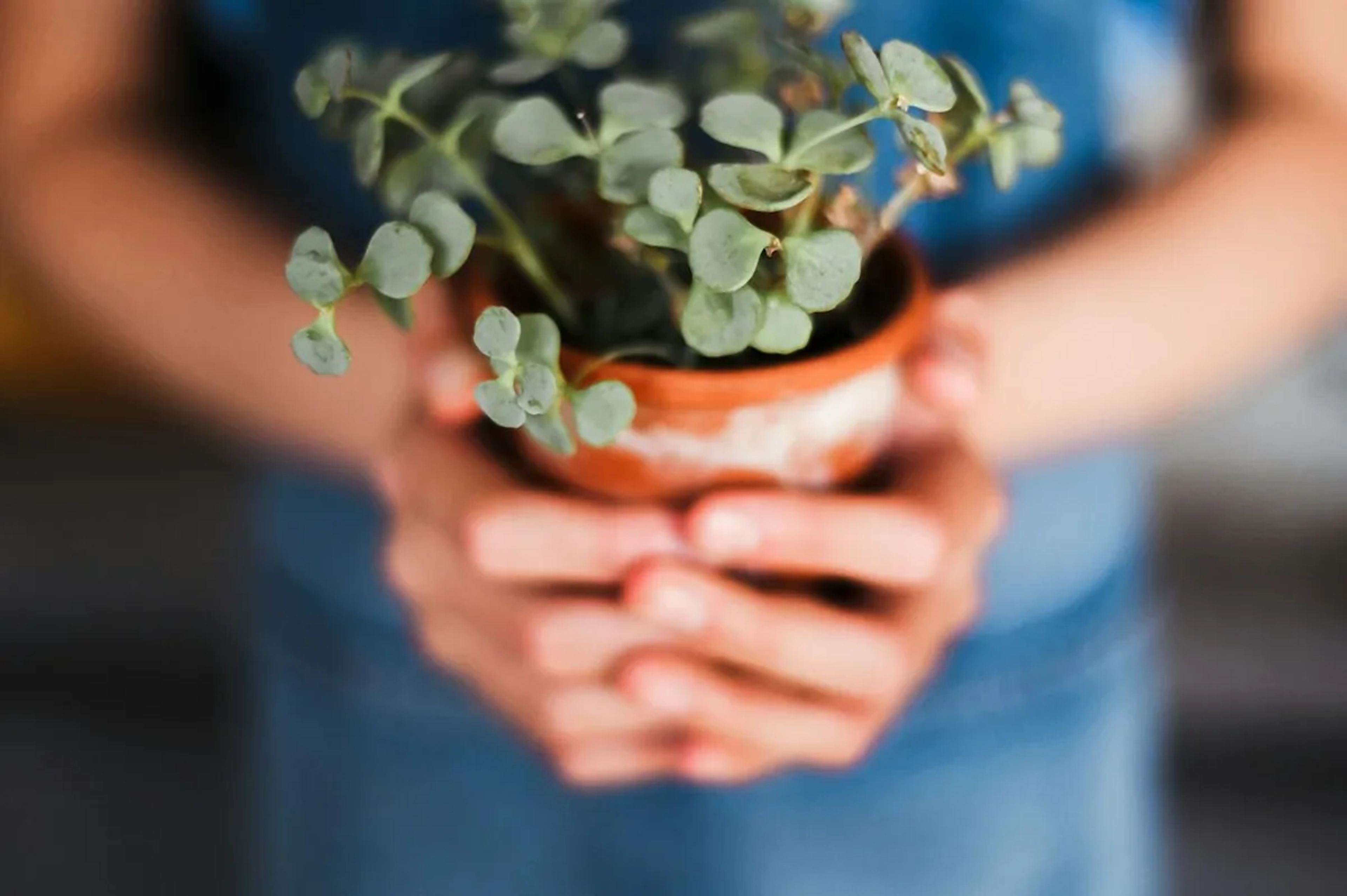 Twee handen houden een pot met een jonge plant vast