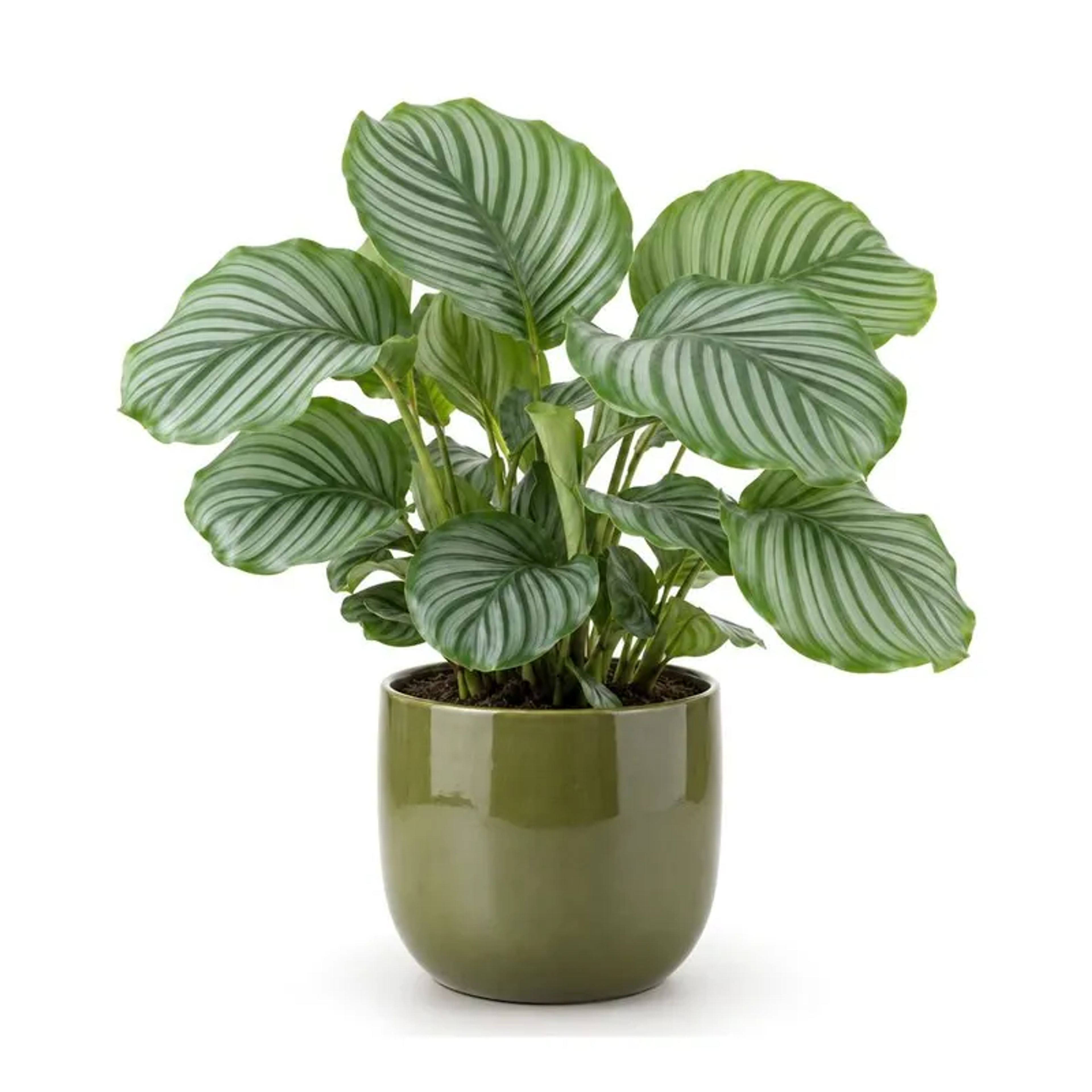 Calathea Orbifolia, Calathea orbifolia