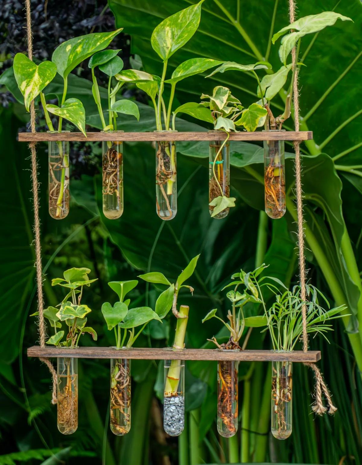 Cuttings from Joep and Anouk
