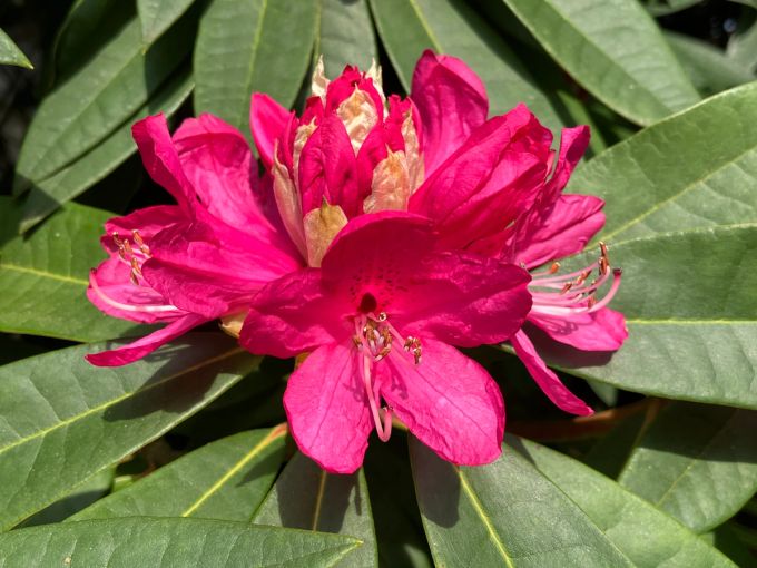 Red Rhododendron