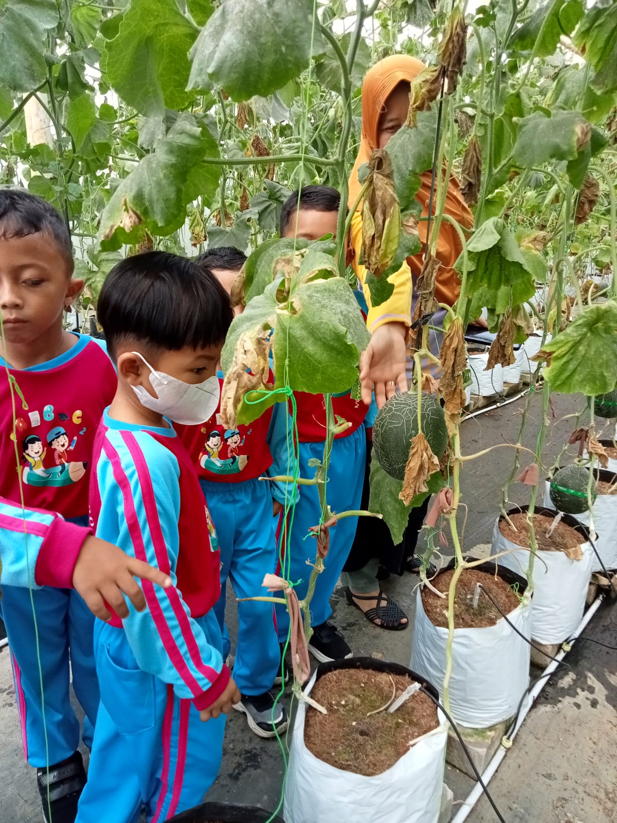 "Petualangan Seru di Kebun Melon: Belajar, Bermain, dan Bergembira" TK Diponegoro 122 Pasir Kidul