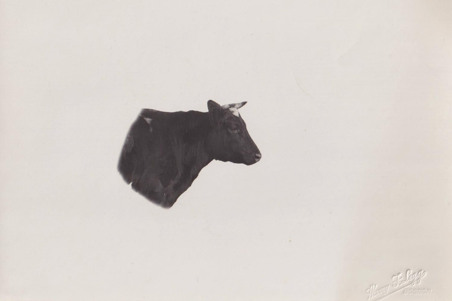 Heaver Cow
