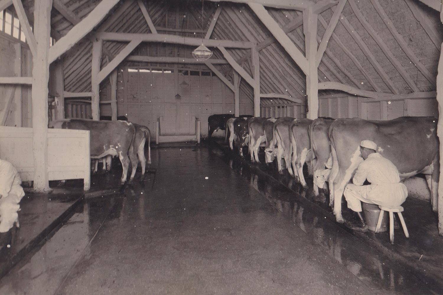 Milking