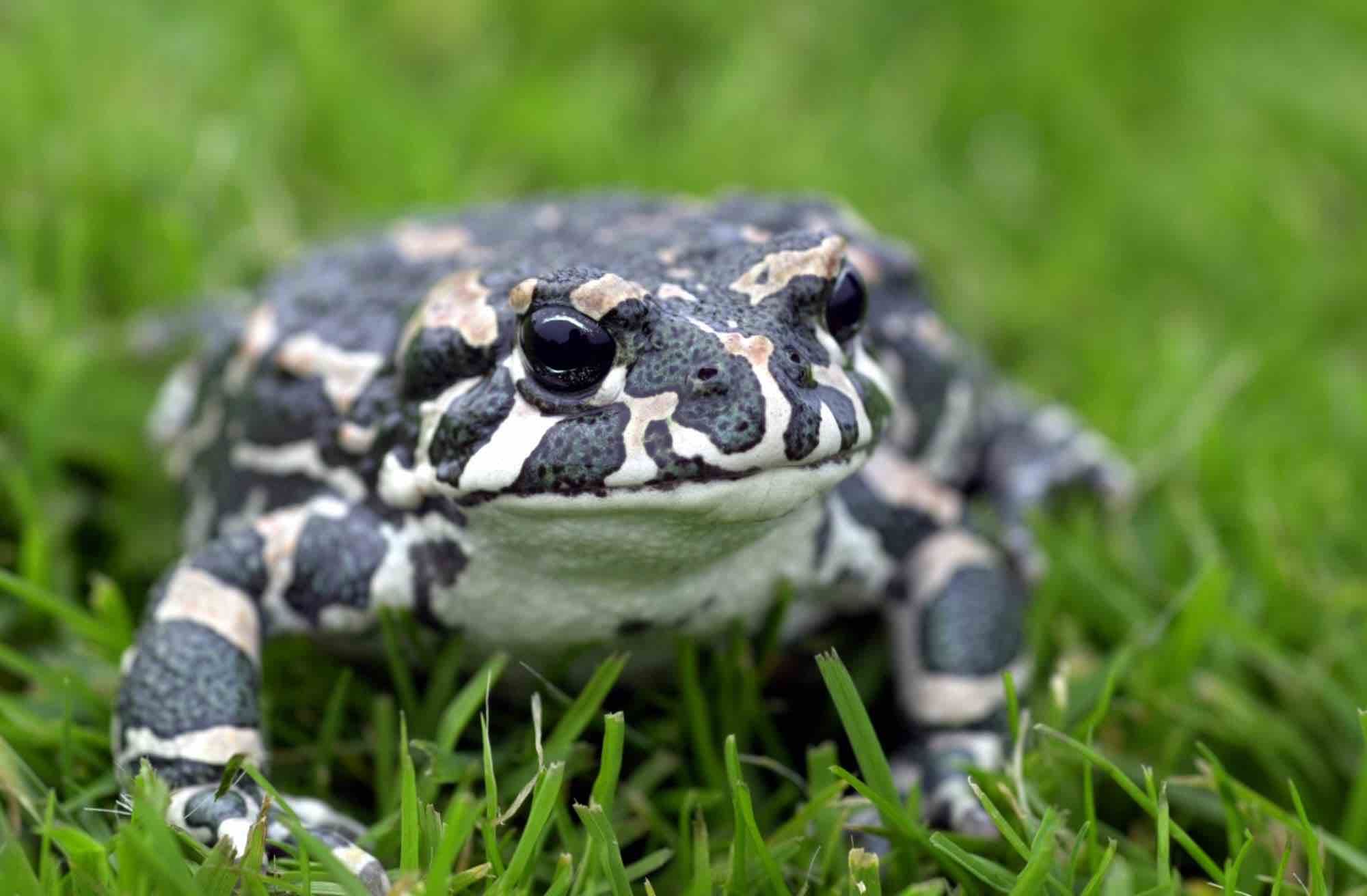 I arbetet med biologisk mångfald brister flera europeiska länder i skyddet av vissa djurarter som riskerar att drabbas svårt av klimatförändringarna. Foto: Lars Pehrson/SvD