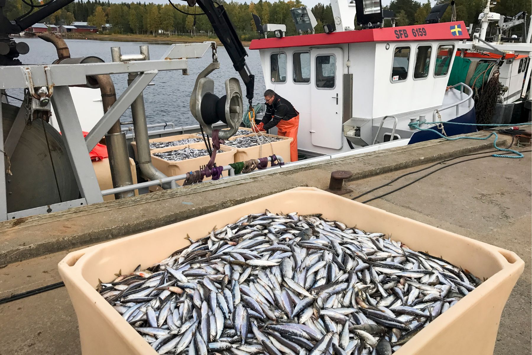 Fiskare i Kalix. Foto: TT.