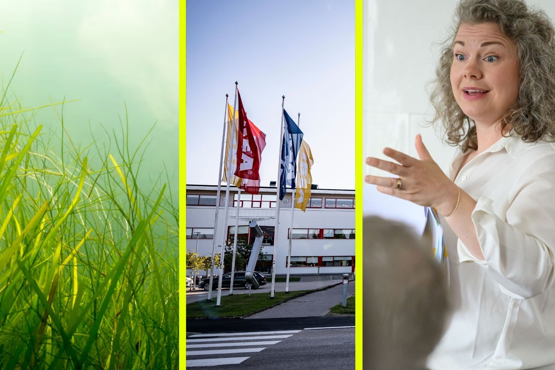 Ålgräs, Ikea i Älmhult och Tanja Olsson Öhrn, verksamhetsledare på Home of the Home Lab. Foto: Pressbild/TT/Pressbild.