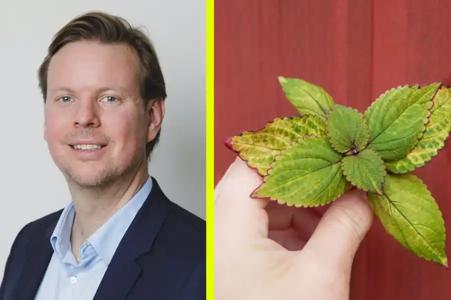 Björn Lindh. Foto: pressbilder.