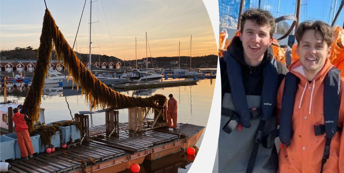 Samuel Amant och August Eriksson, Koastal.