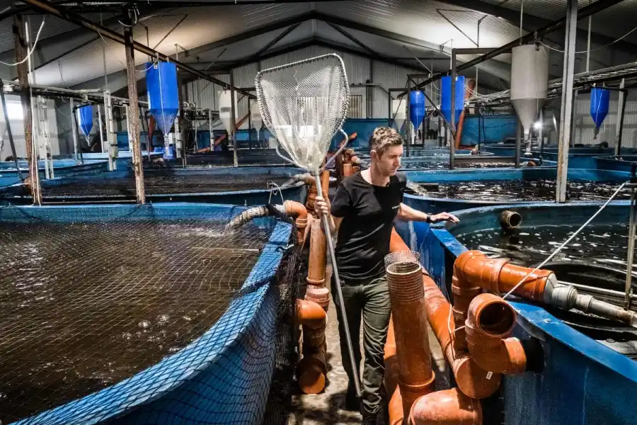 Johan Ljungquist ute på fiskeodlingen. Foto: TT.