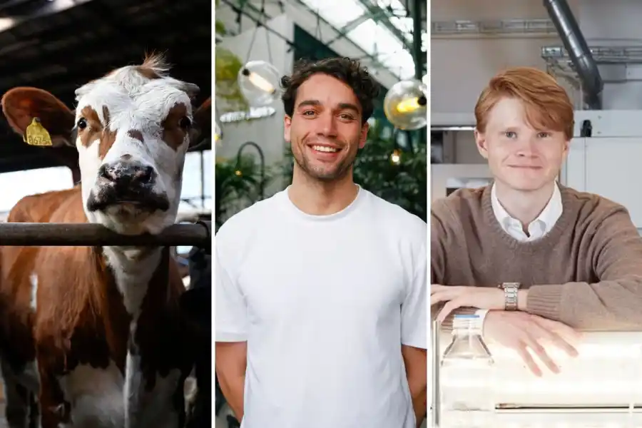 En ko, Martin Blomberg (Agteria Biotech) och Fredrik Åkerman (Volta Greentech). Foto: TT/pressbilder.