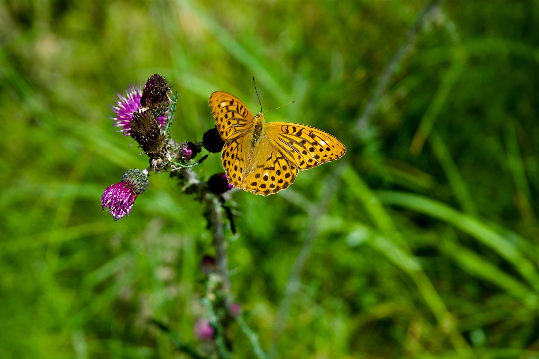 En ny studie visar att fjärilarna globalt, inte minst i Sverige, trängs undan. Foto: Canva.