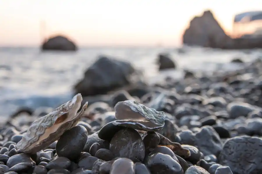Invasiva ostron längs svenska västkusten kan bli en resurs. Foto: Pressbild.