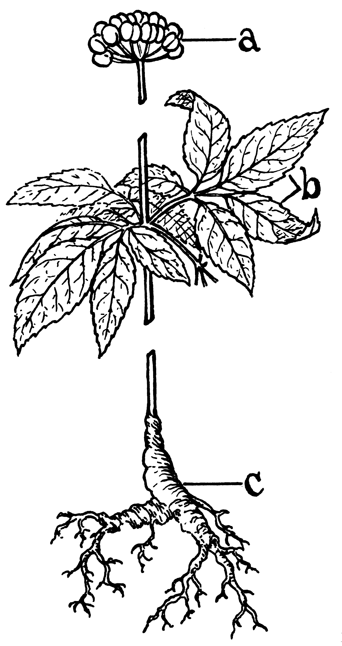 Ginseng, source plant and root