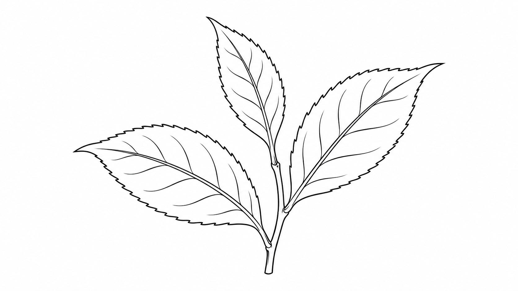 Black line drawing of Camellia sinensis tea leaf sprig
