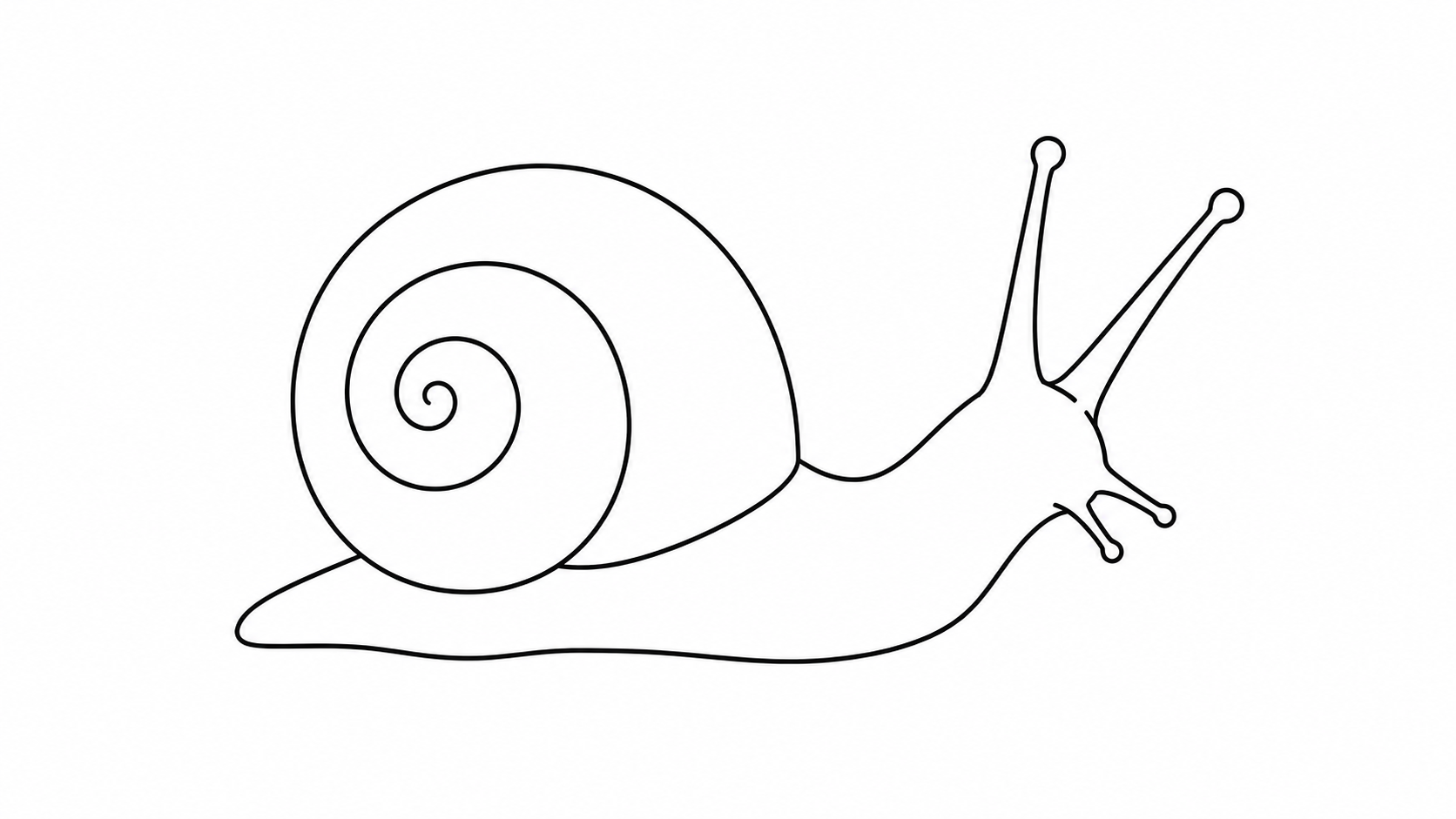 Black line drawing of Garden snail in side view