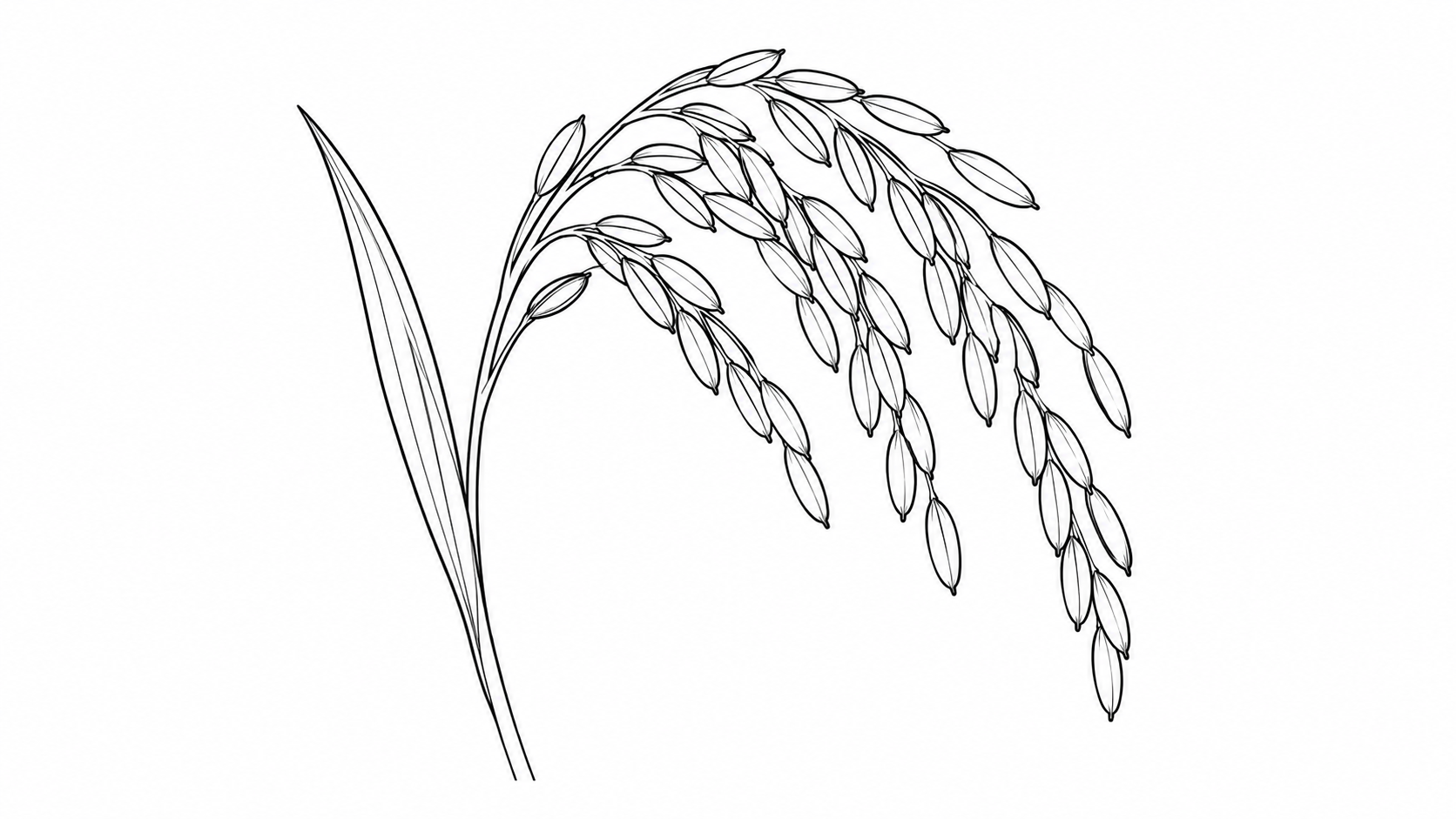 Black line drawing of Rice panicle and leaf
