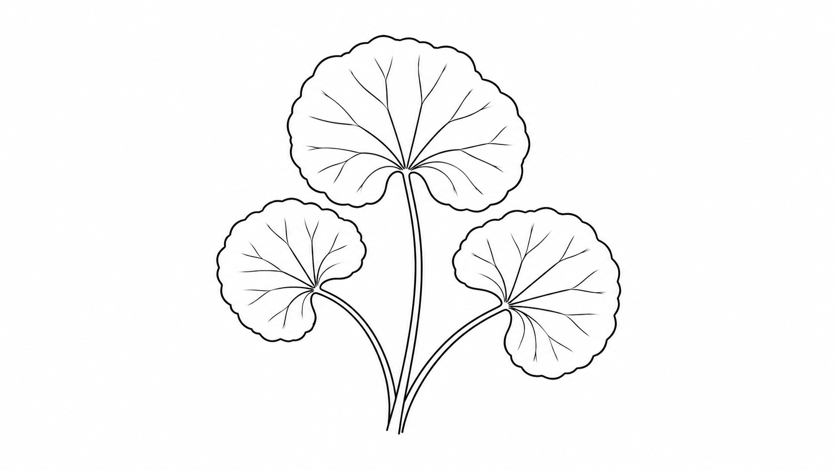 Black line drawing of Centella asiatica leaf sprig