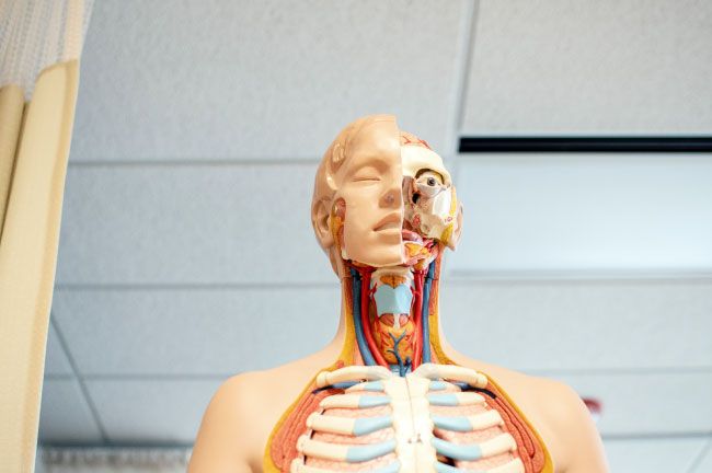An anatomical model of a person | IDID ENT