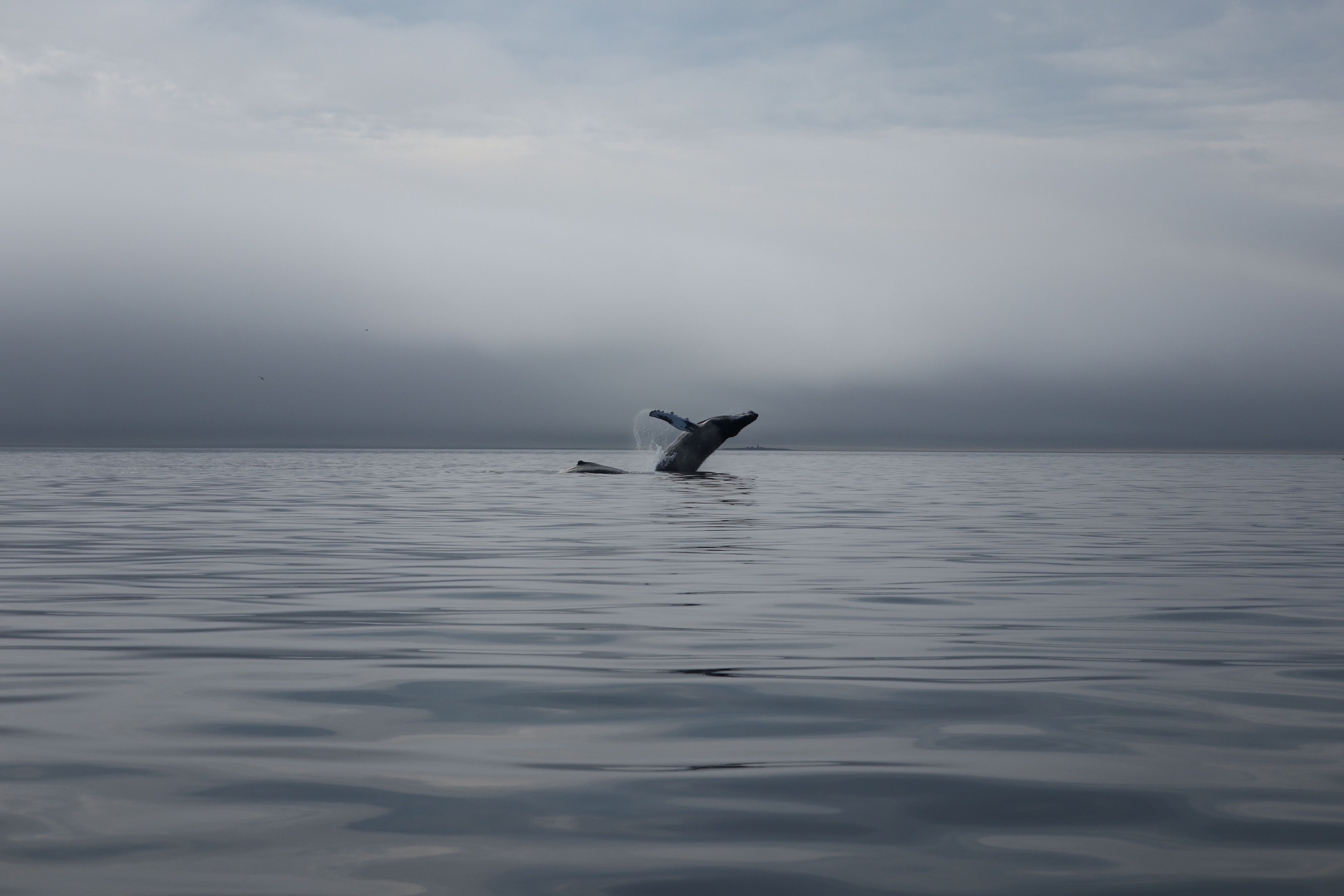 Baleine à l'entrée du fjord de Saguenay, Québec, Canada