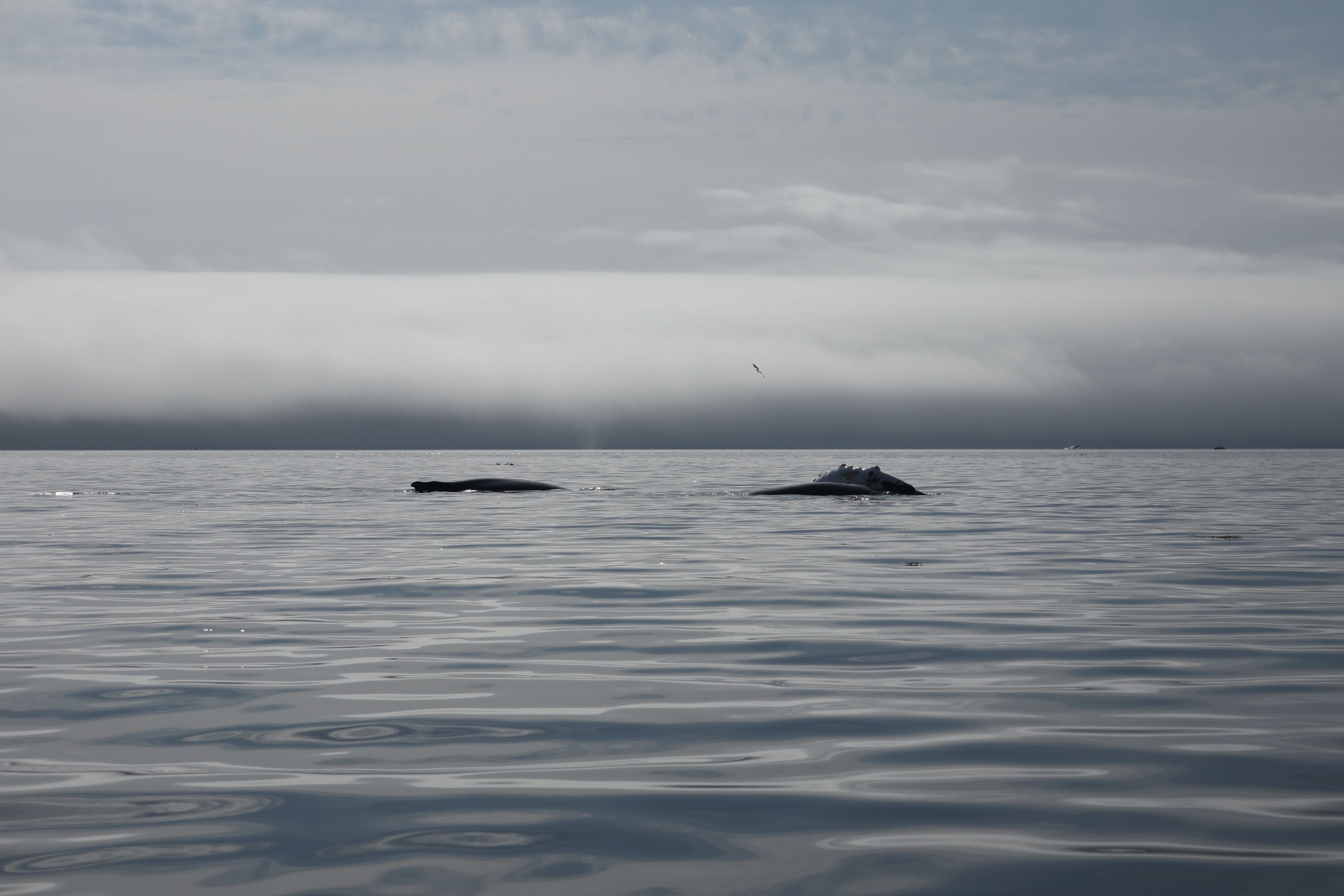 Rorquals communs à l'entrée du fjord de Saguenay, Québec, Canada