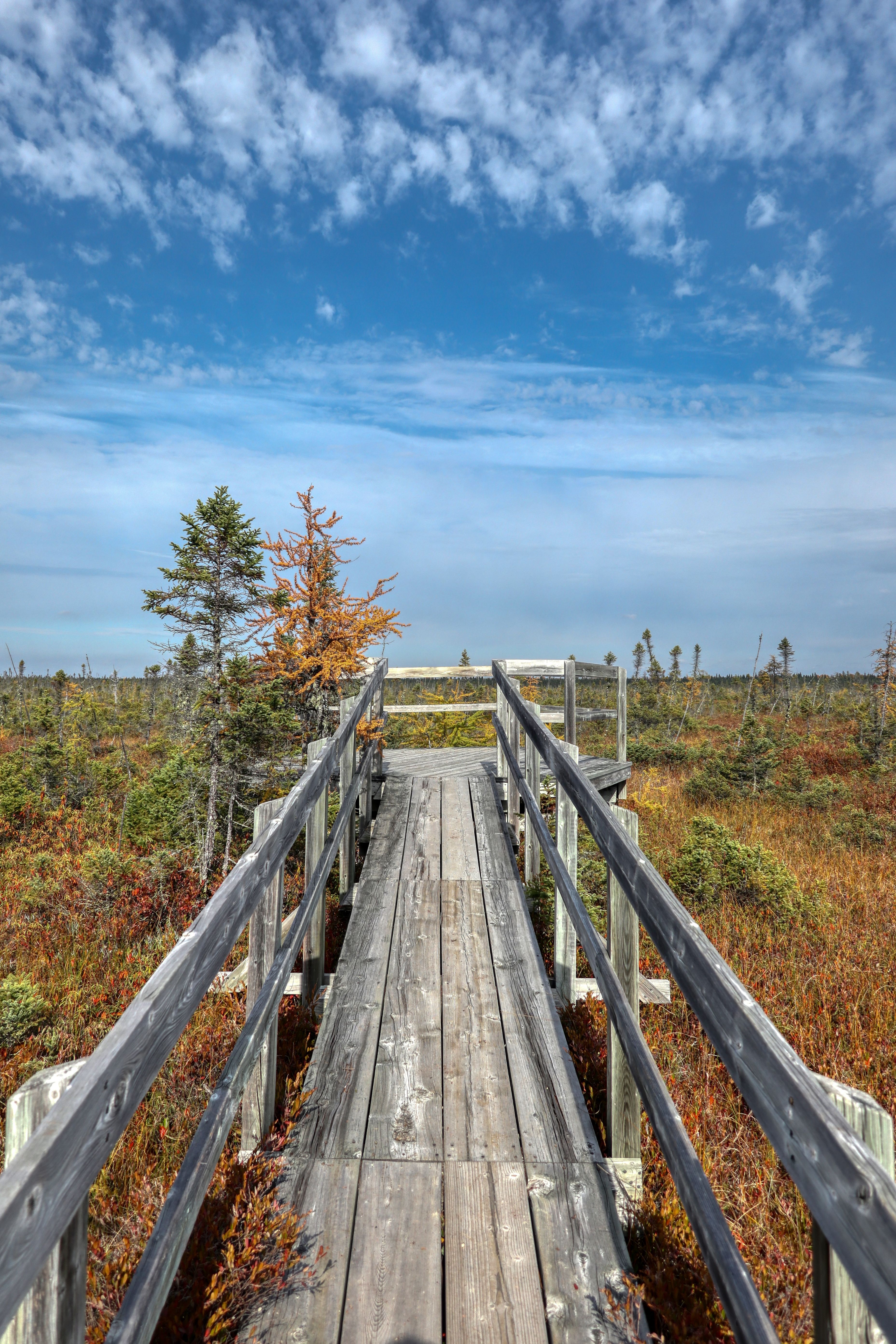 Tourbière du lac Saint-Jean, Québec, Canada