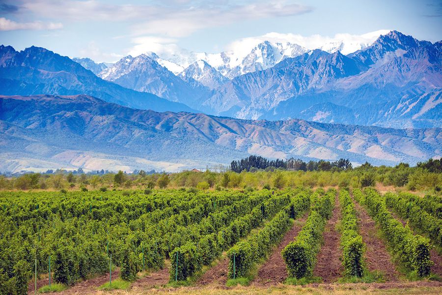 Bodegas Mendoza
