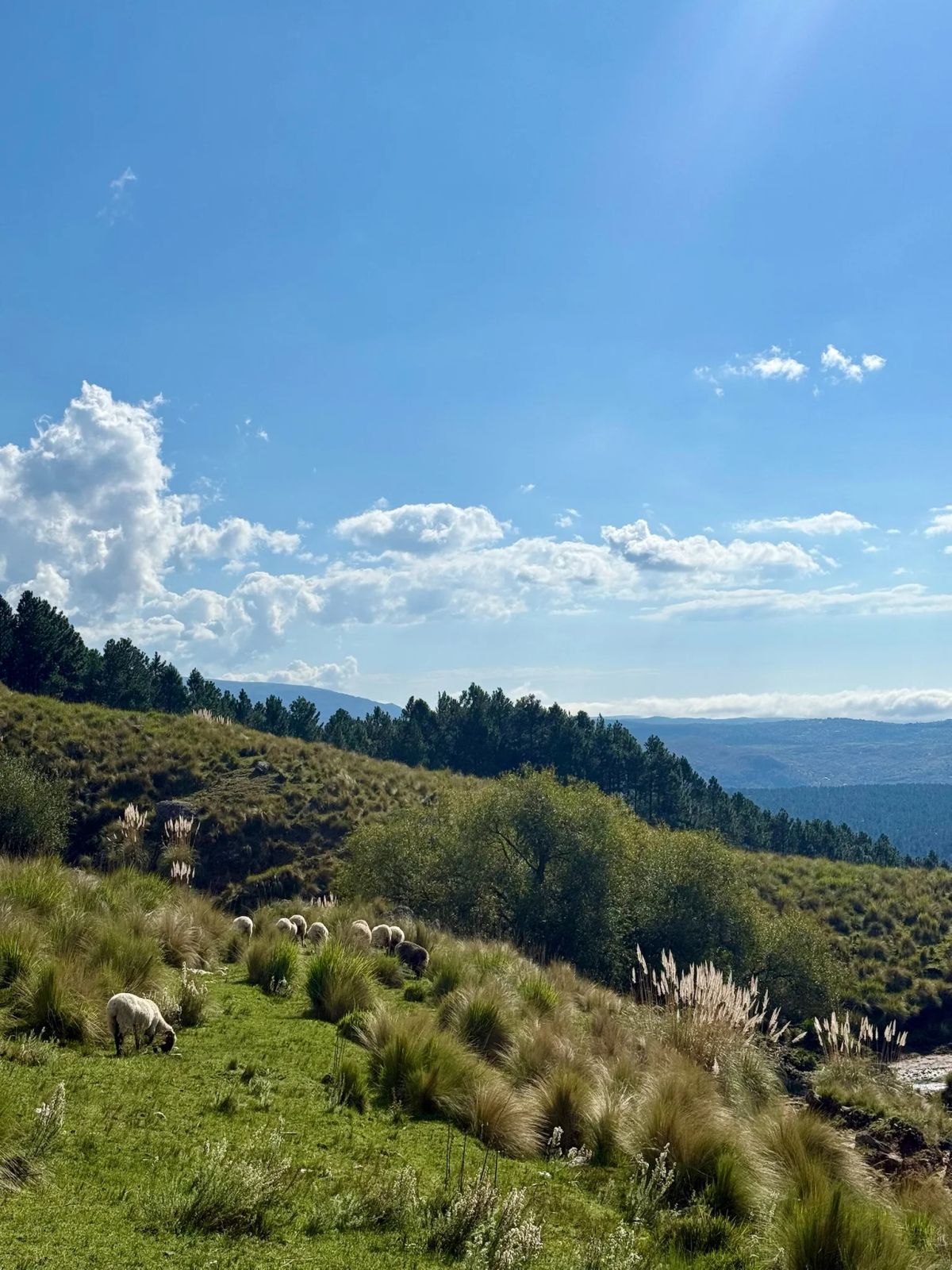Vista del valle serrano desde el sendero al Cerro Champaquí, entre pajonales y pastizales de altura
