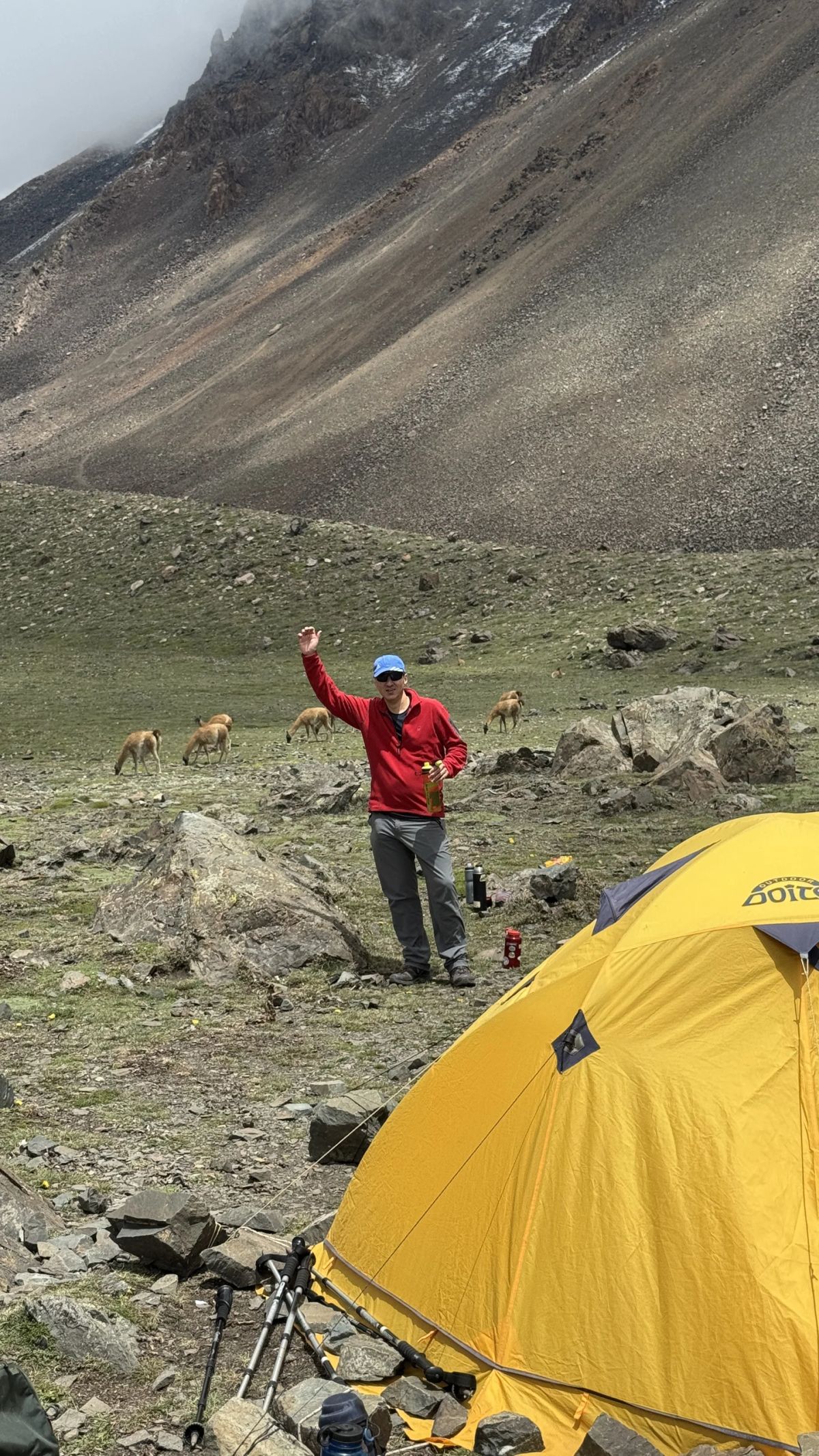 Andinista saludando junto a la carpa con los guanacos pastando de fondo