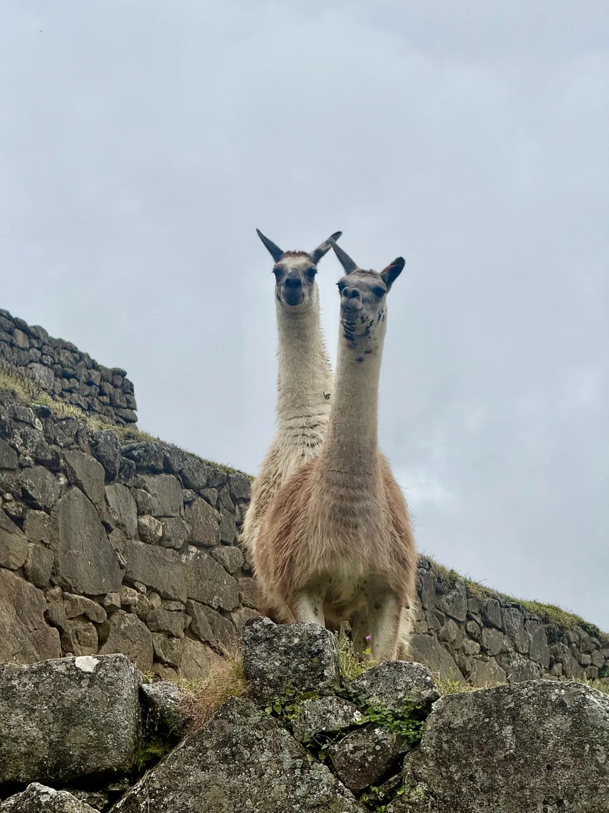 Llamas entre los muros de piedra de Machu Picchu, Cusco