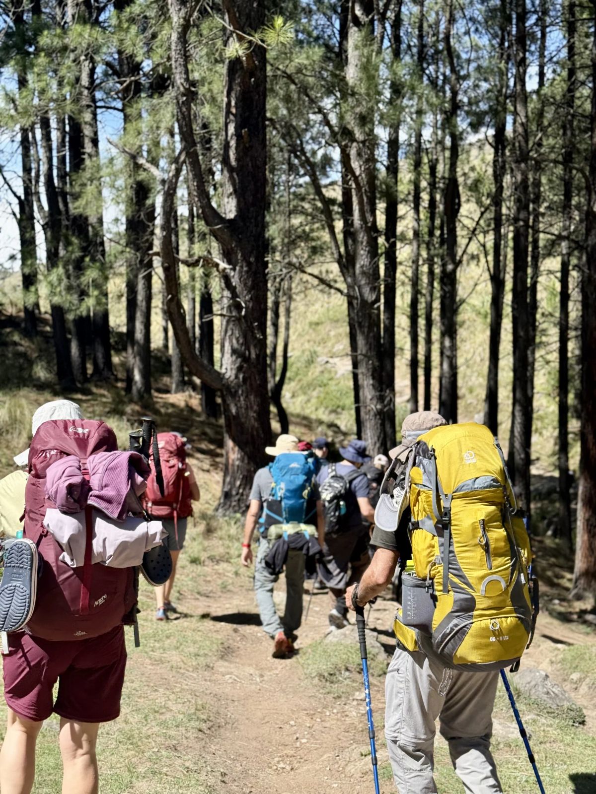 Trekkers con mochilas grandes en fila por la huella del bosque camino al Champaquí