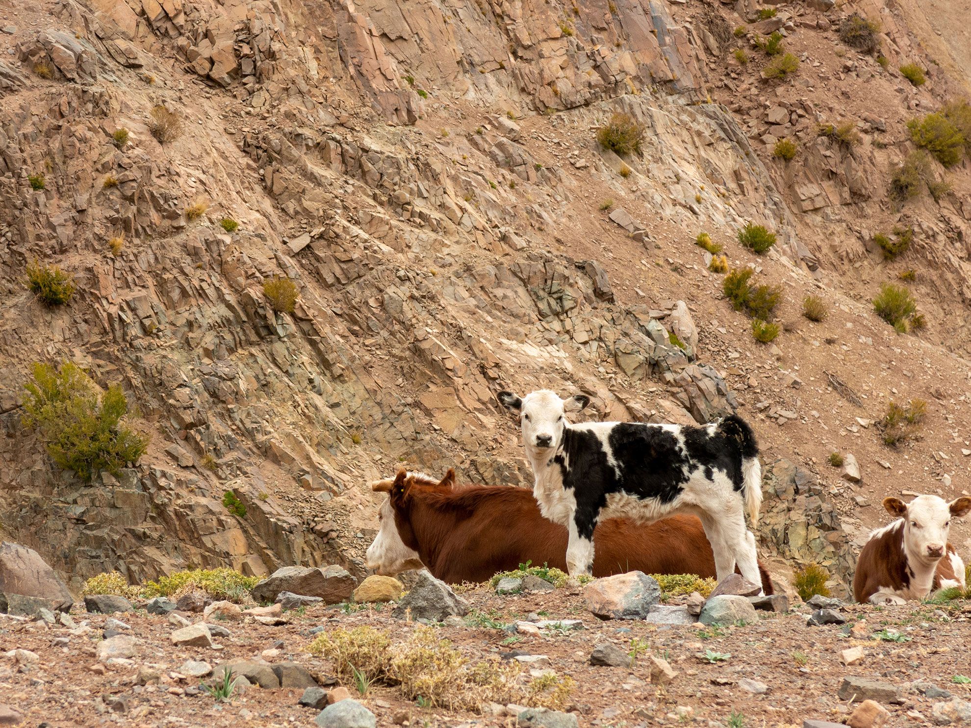 Expedición al Cerro Penitentes - Marzo 2021 | Salida 54